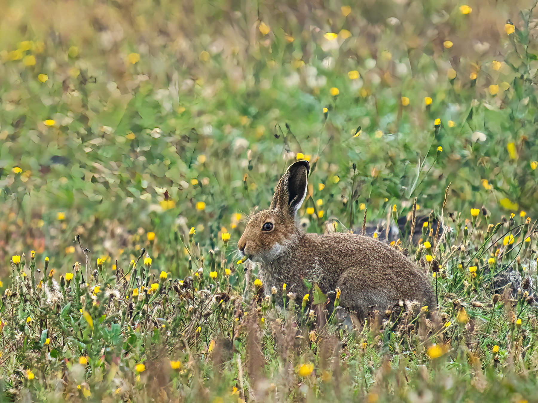 Irish hare