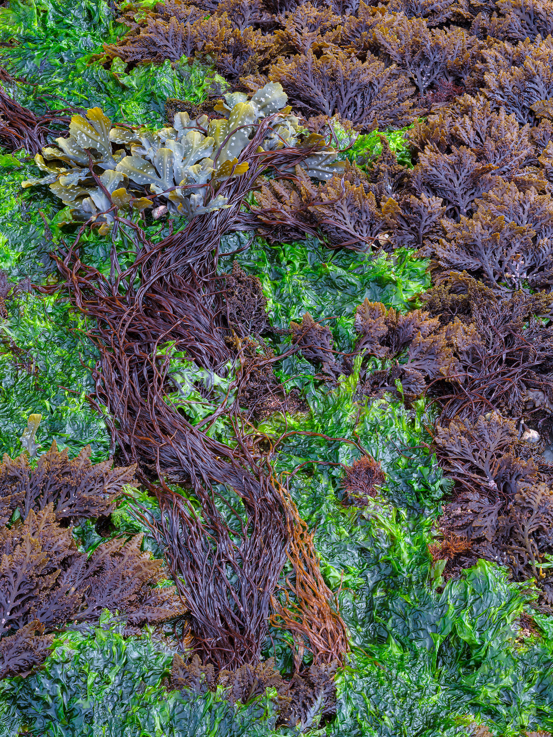 Seaweeds