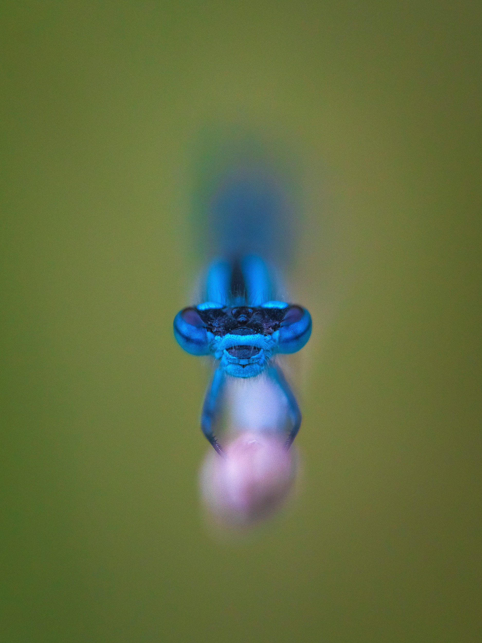 Common blue damselfly