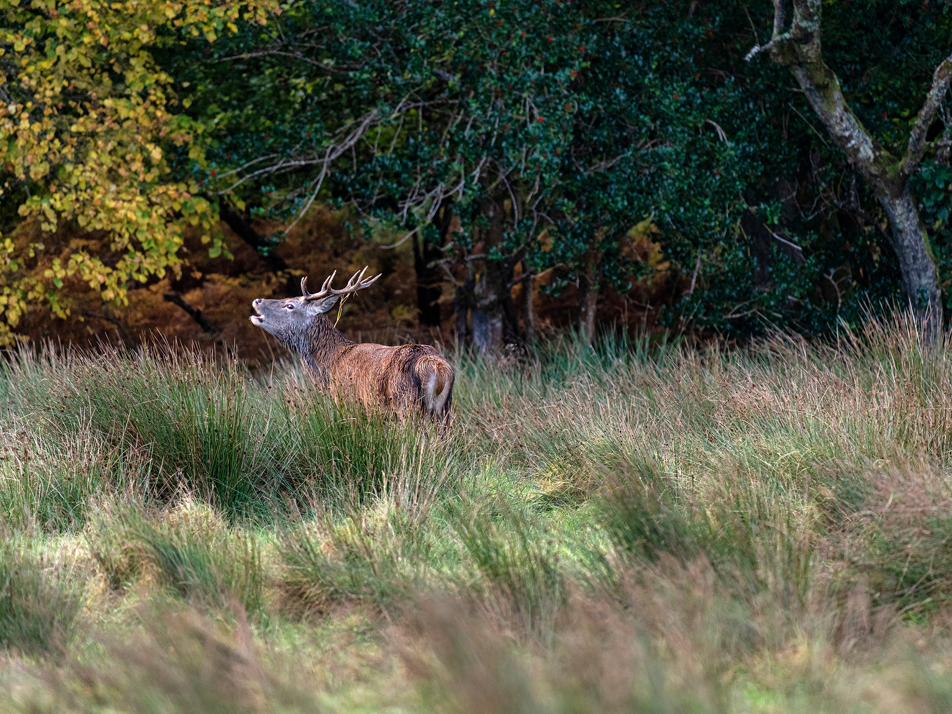 Red deer