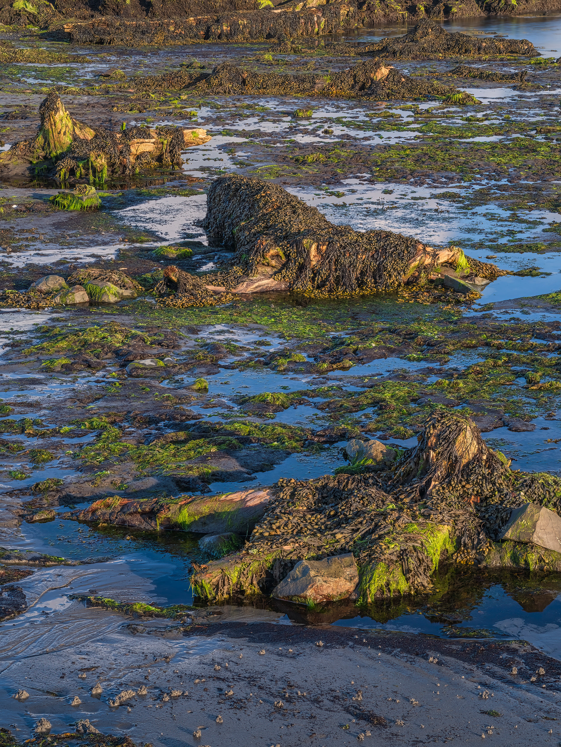 The Drowned Forest I