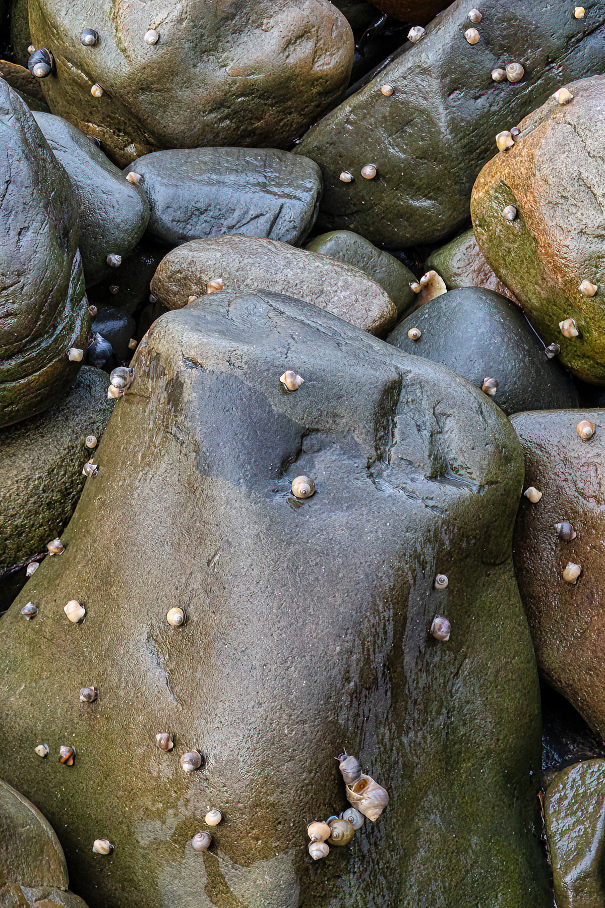 Periwinkles
