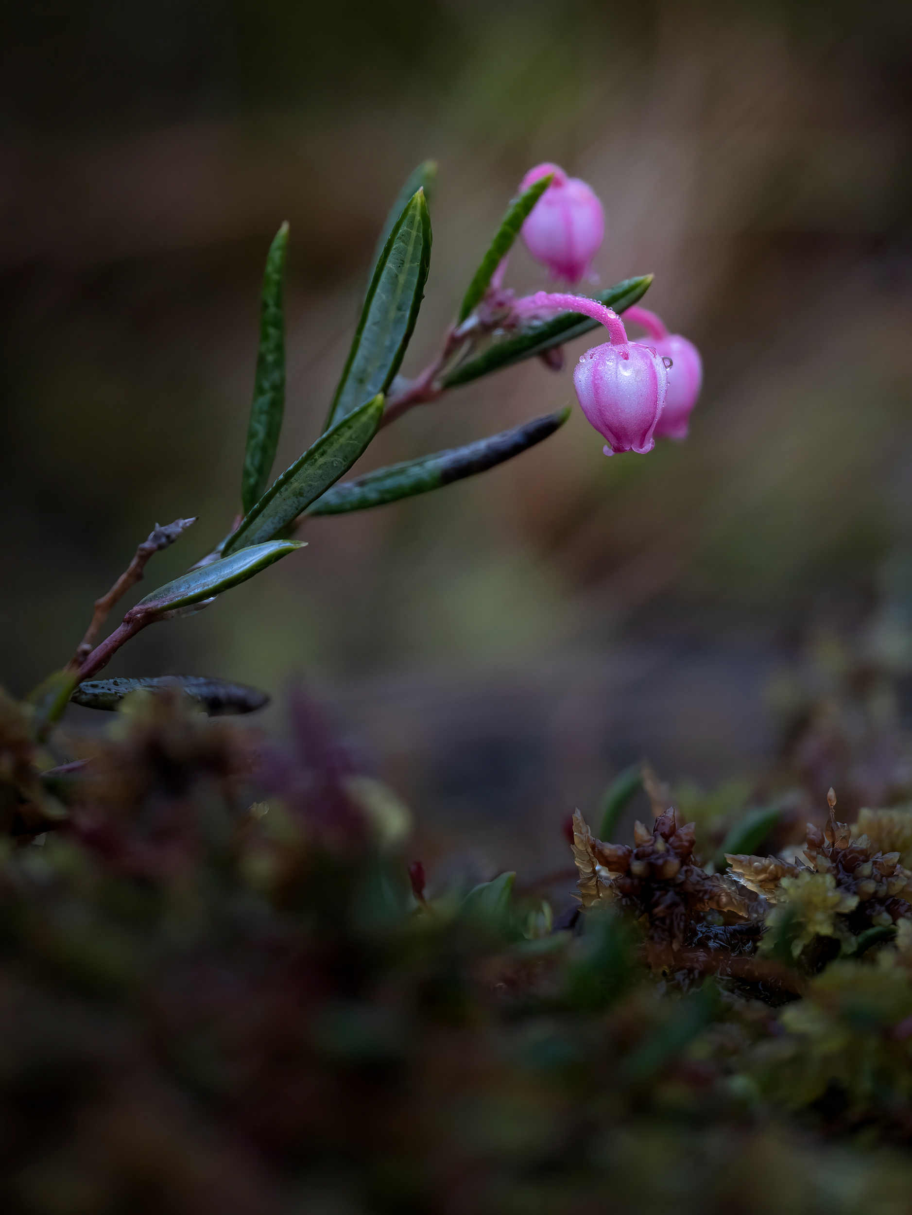 Bog rosemary