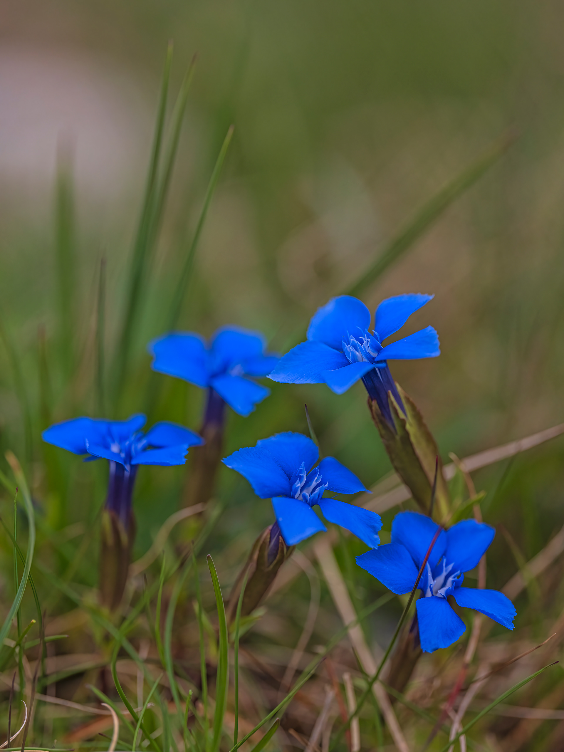 Spring gentian