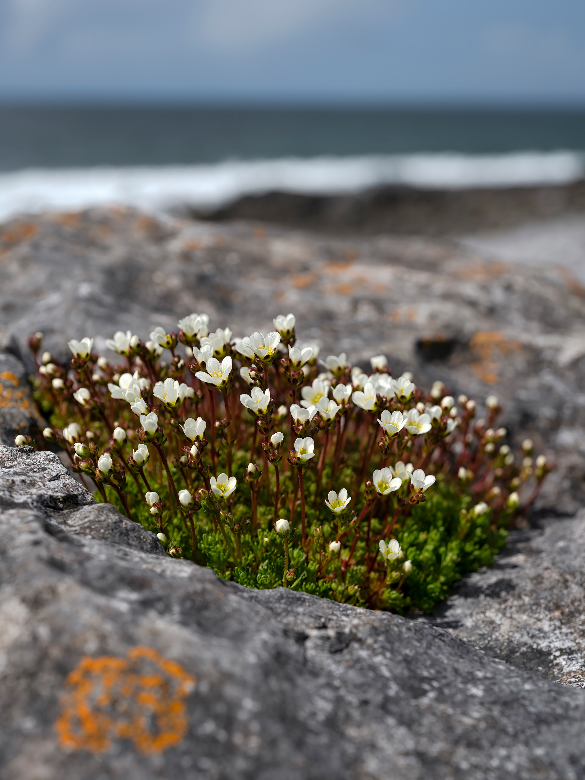 Irish Saxifrage
