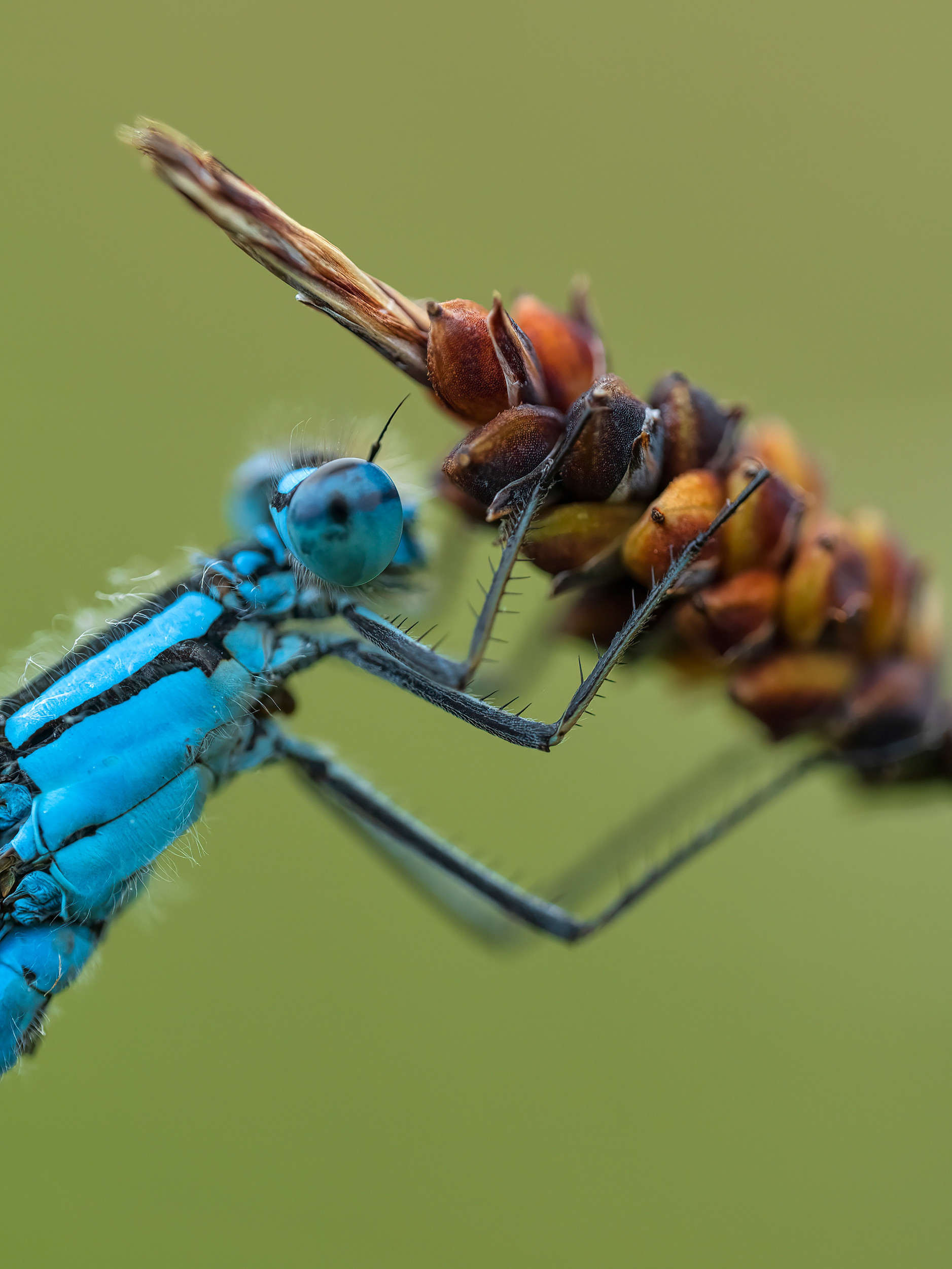 Common blue damselfly