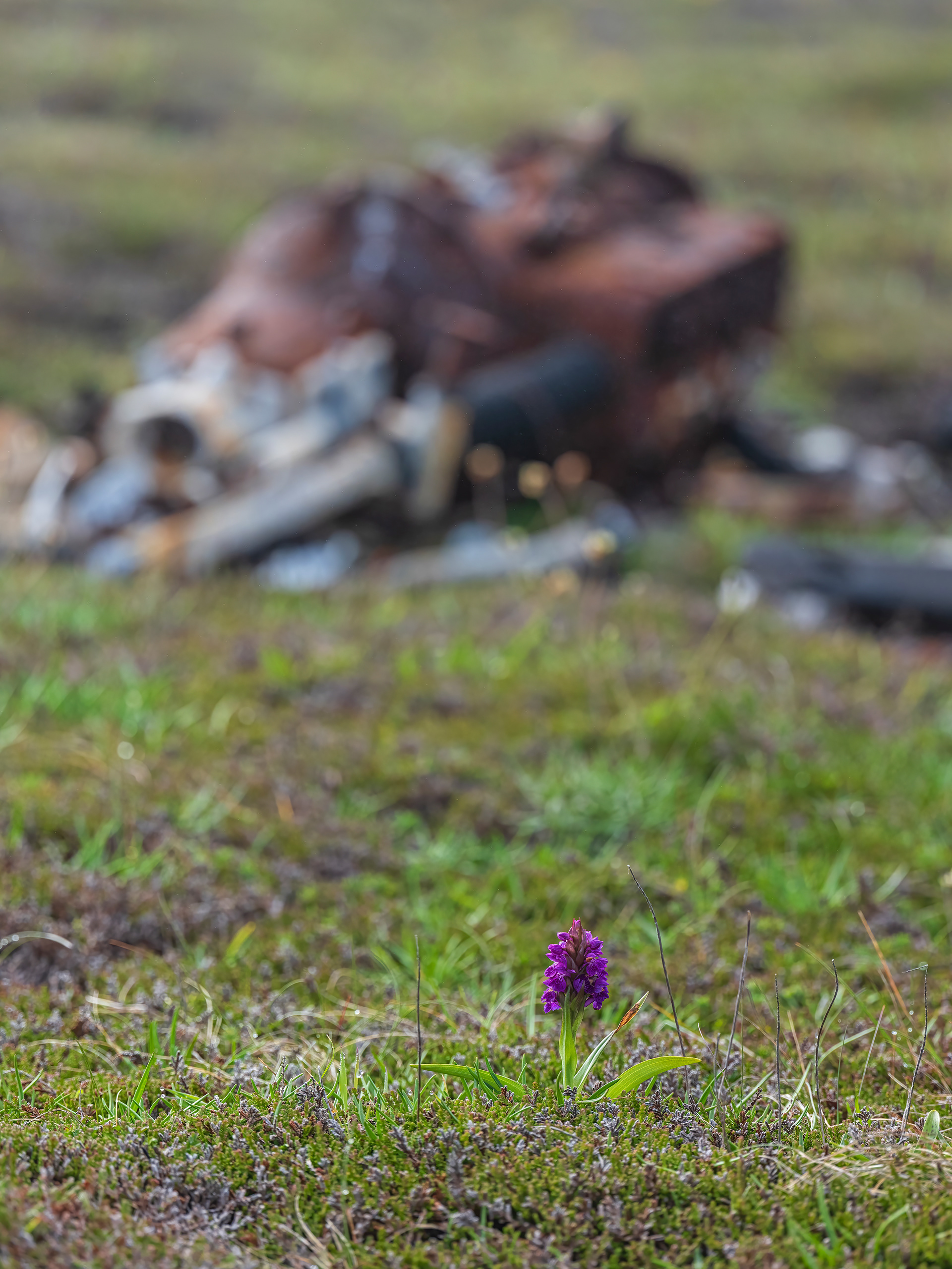The orchid