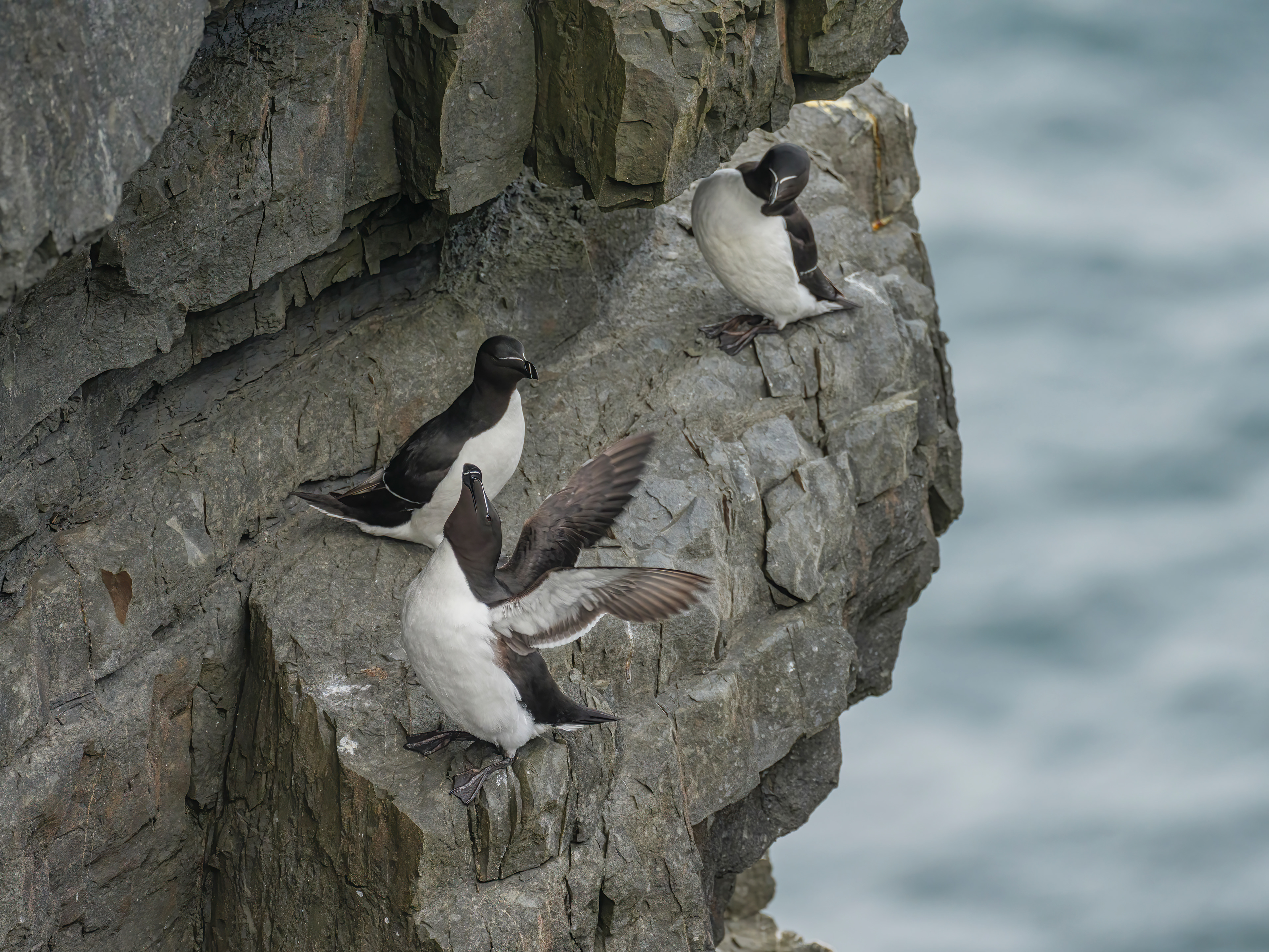 Razorbill