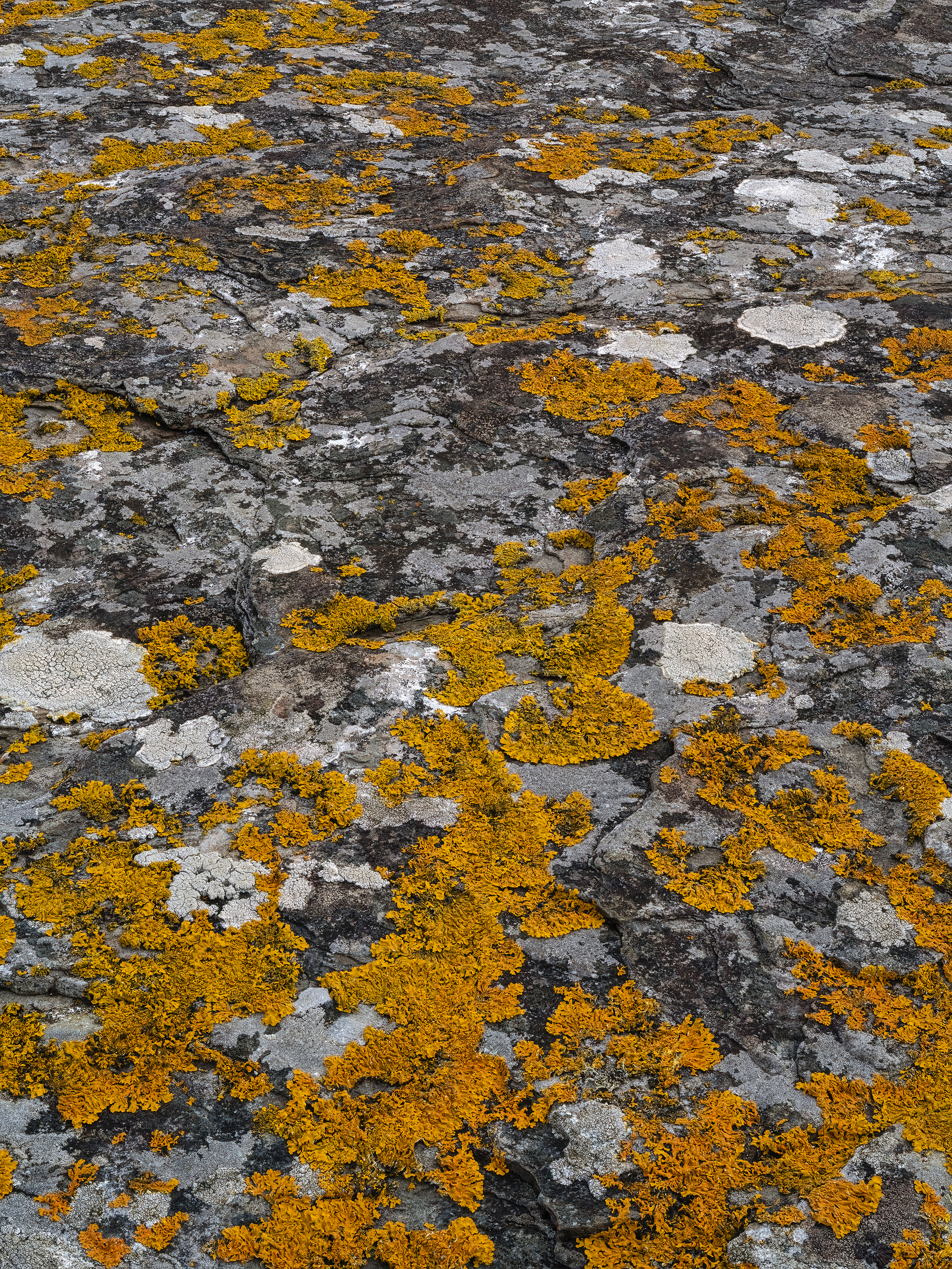 Coastal lichen