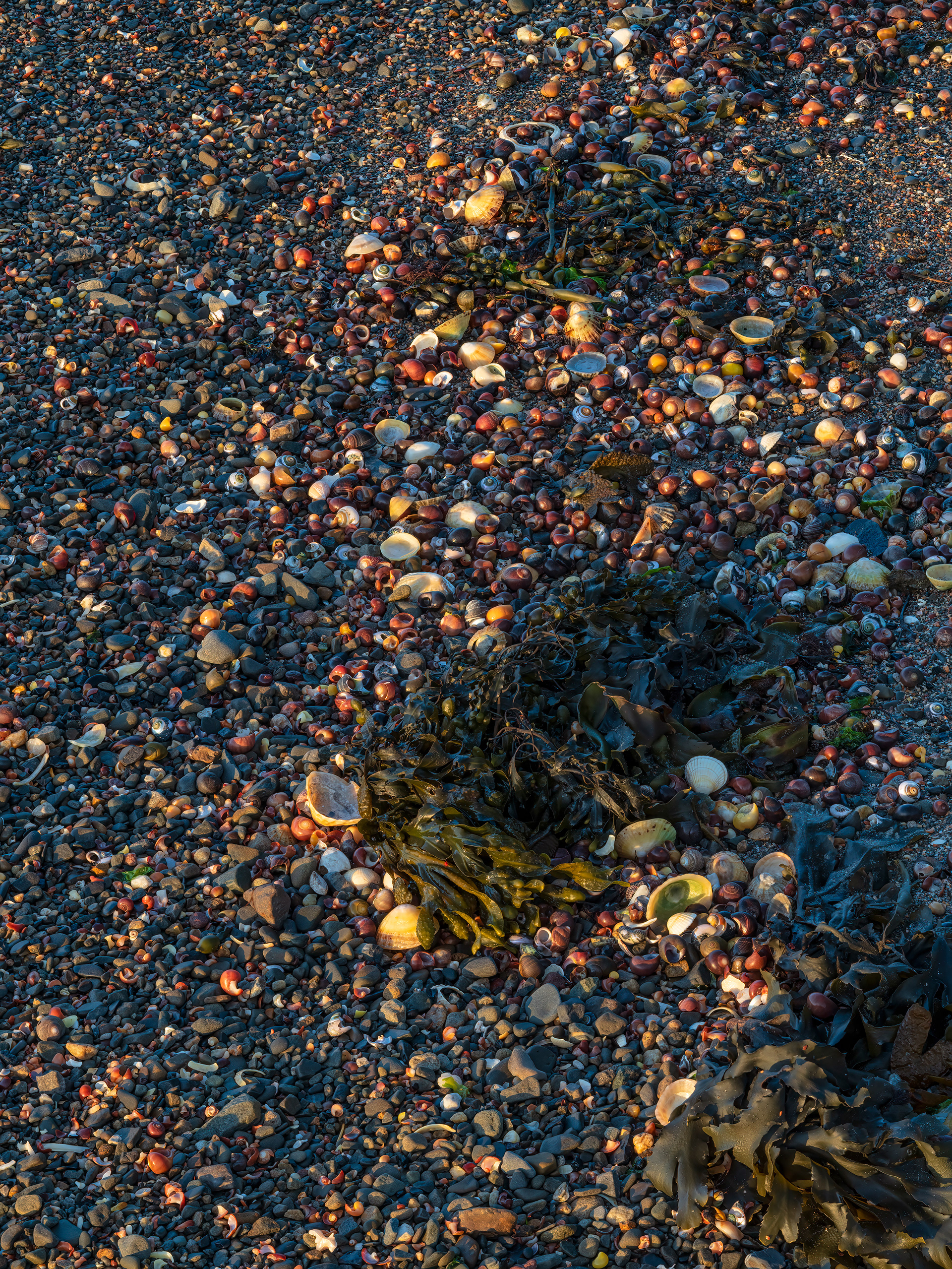 Shells