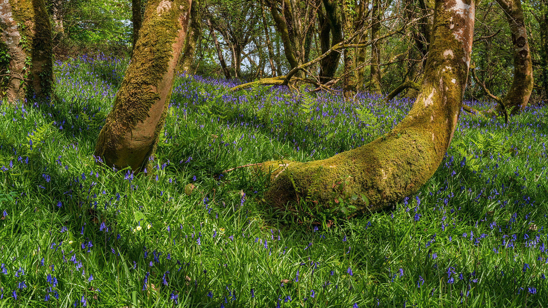 Bluebells