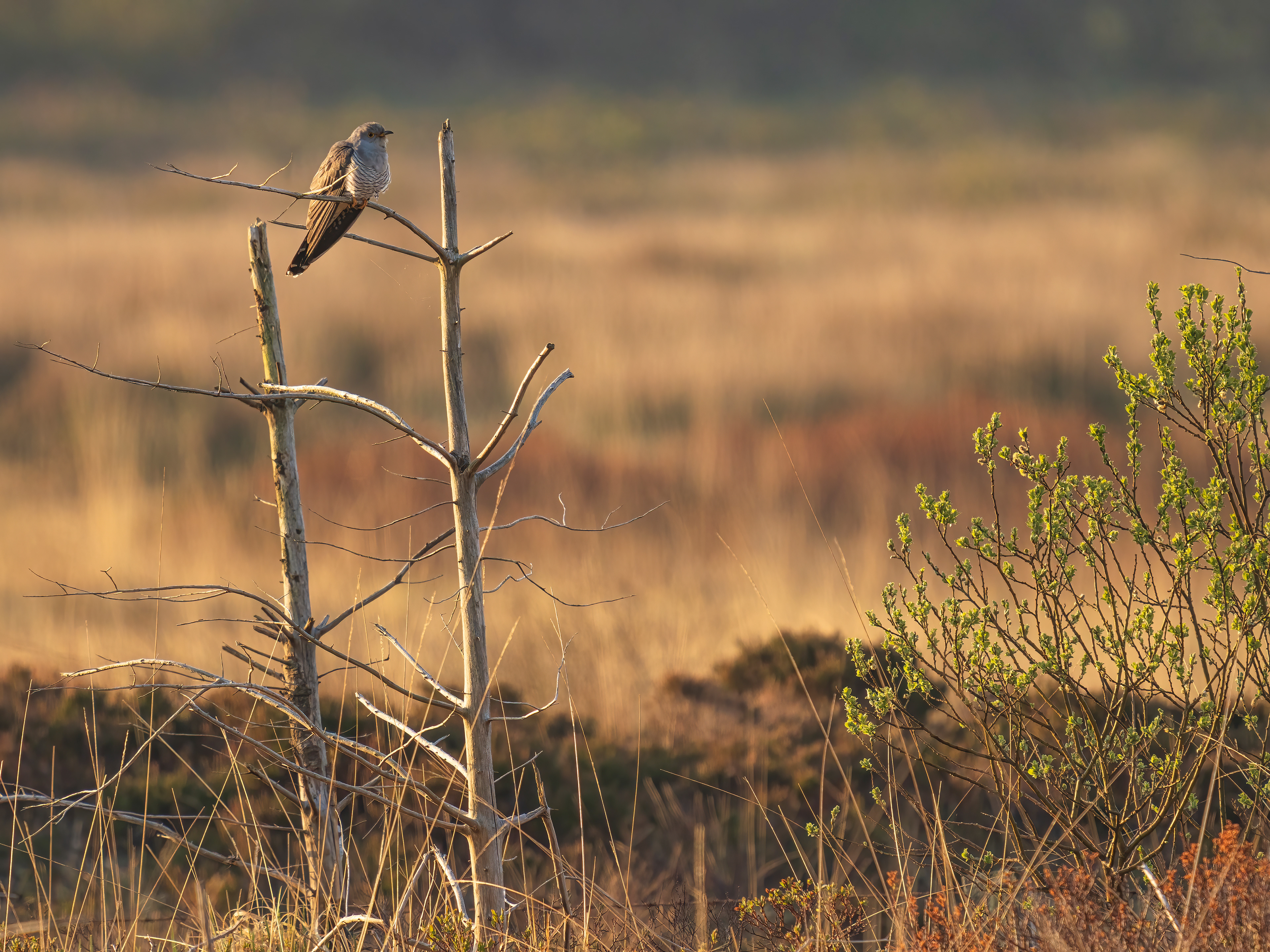 Cuckoo, Shragh