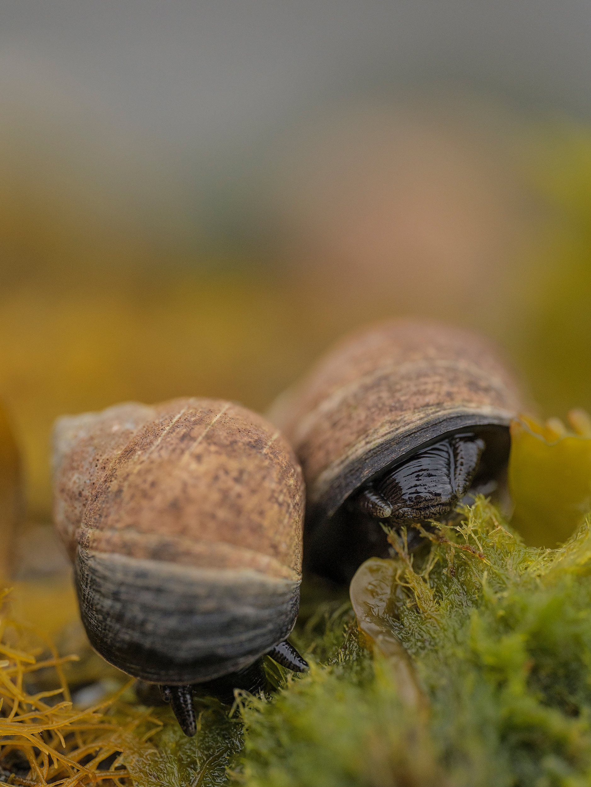 Common periwinkles grazing