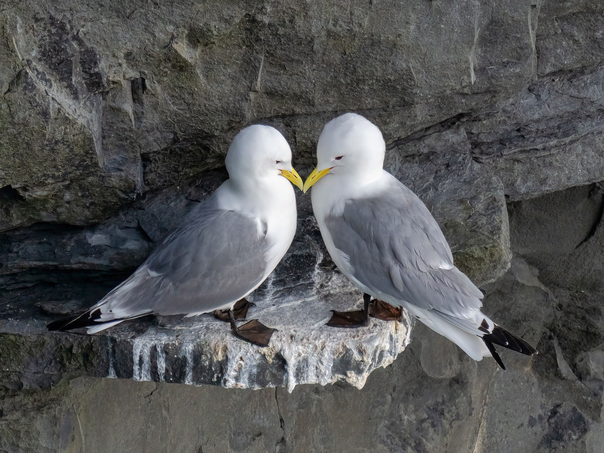 Kittiwakes