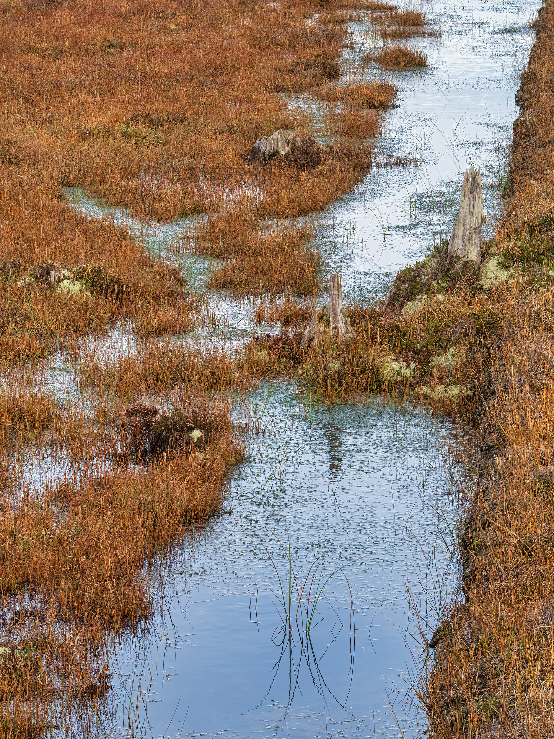 Cutover blanket bog