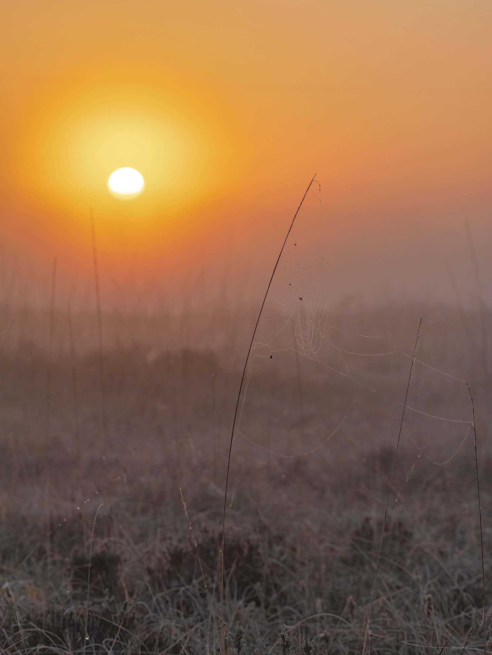 Tullaher Bog, County Clare