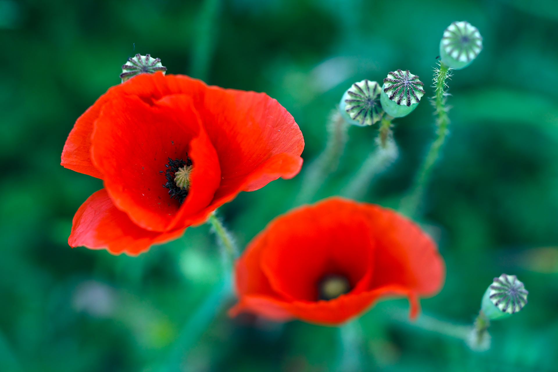 Field poppy