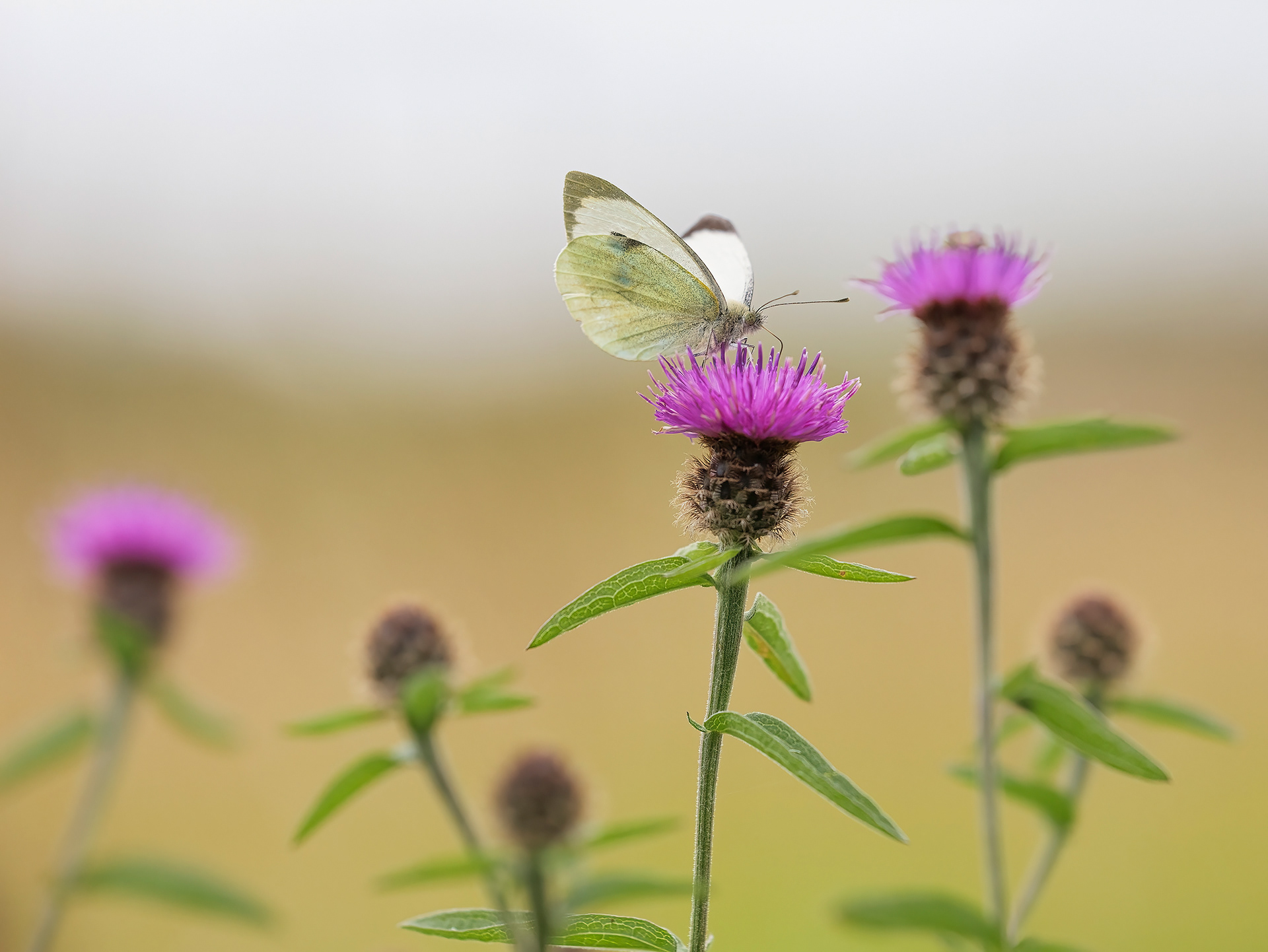 Large white butterfly II