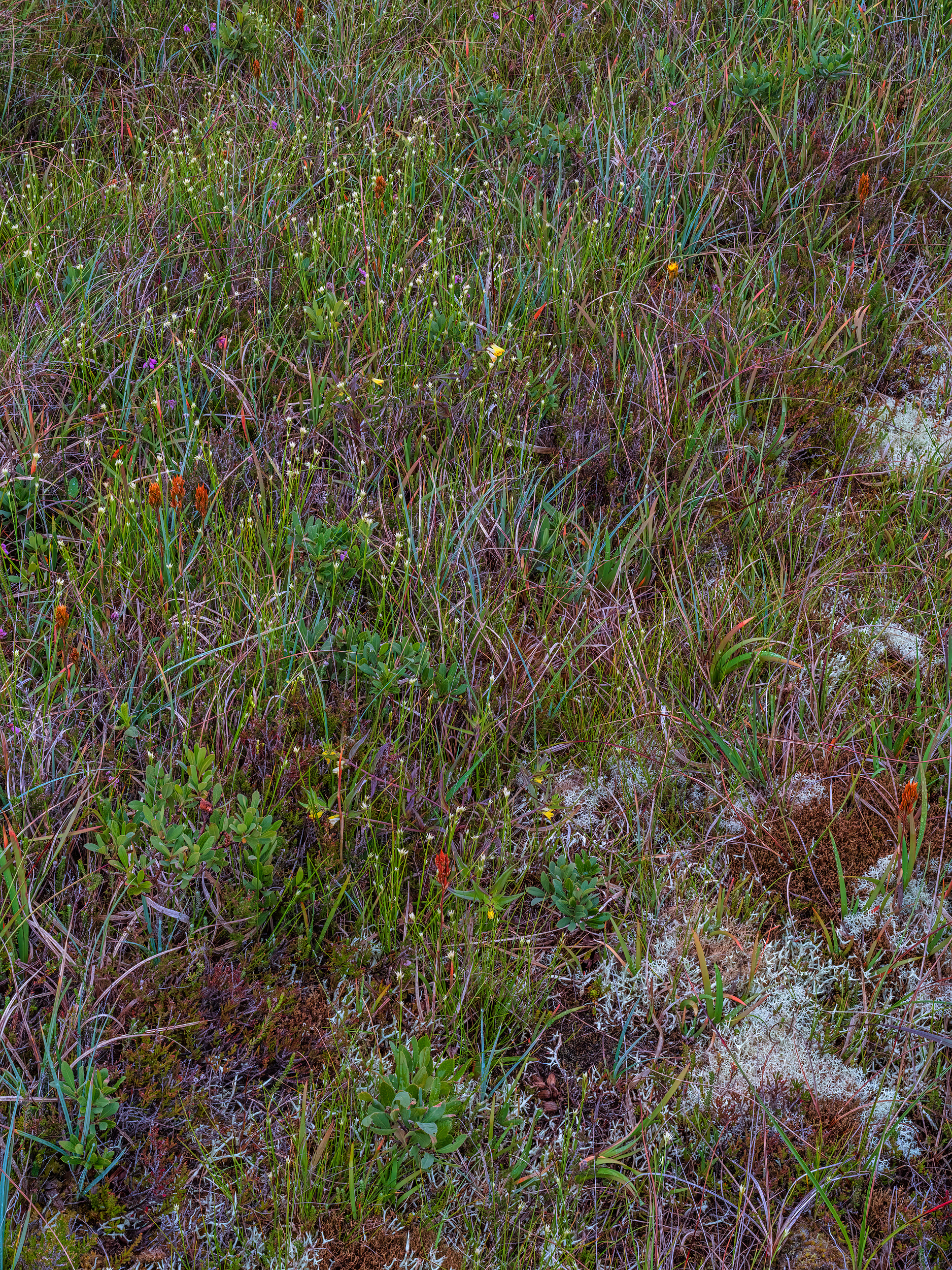 Blanket bog flora