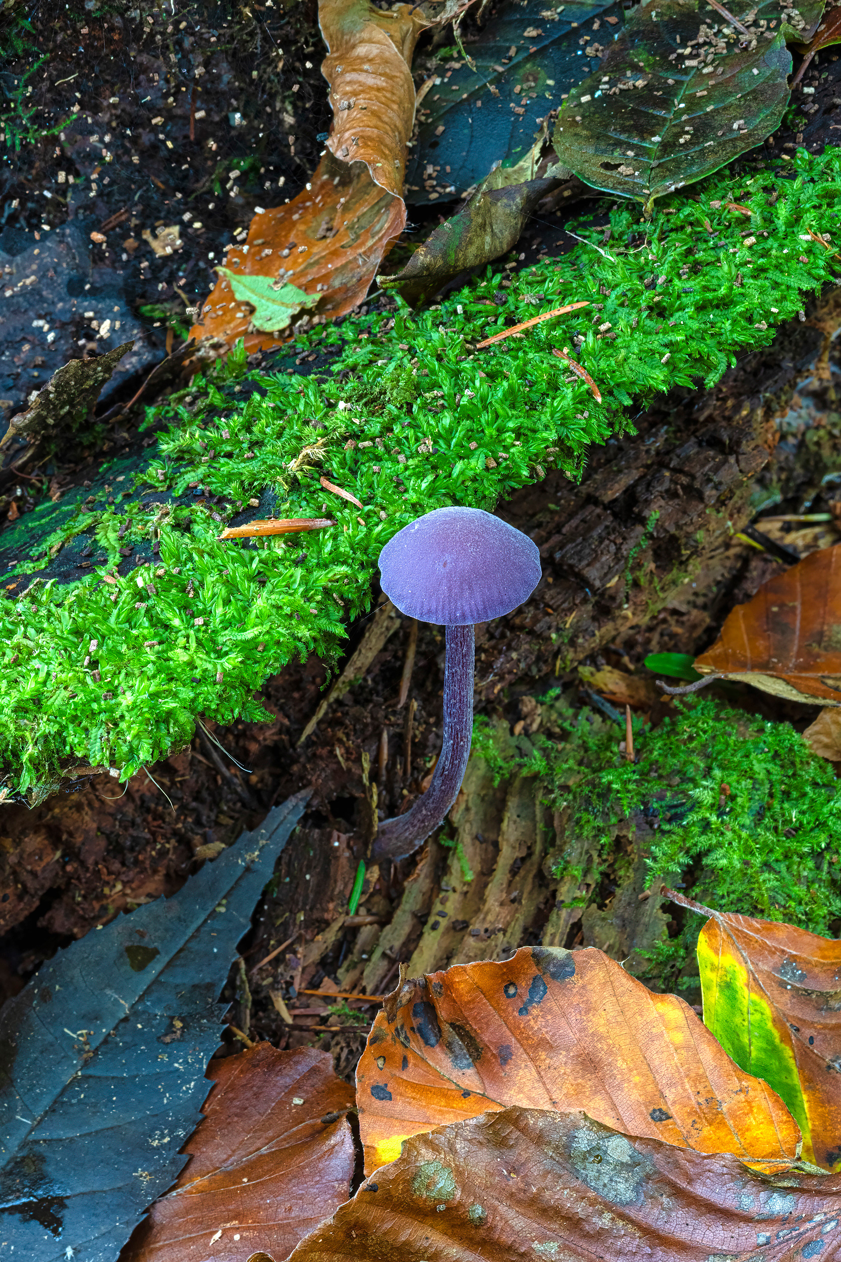 Amethyst deceiver