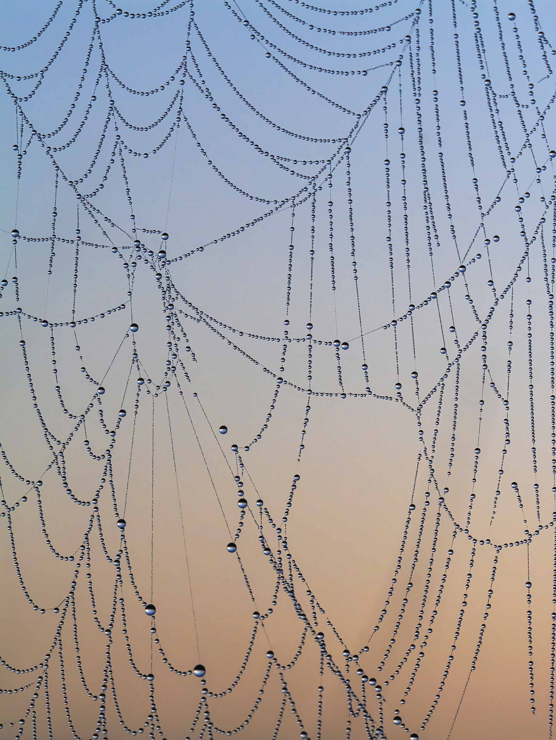 Web & dew