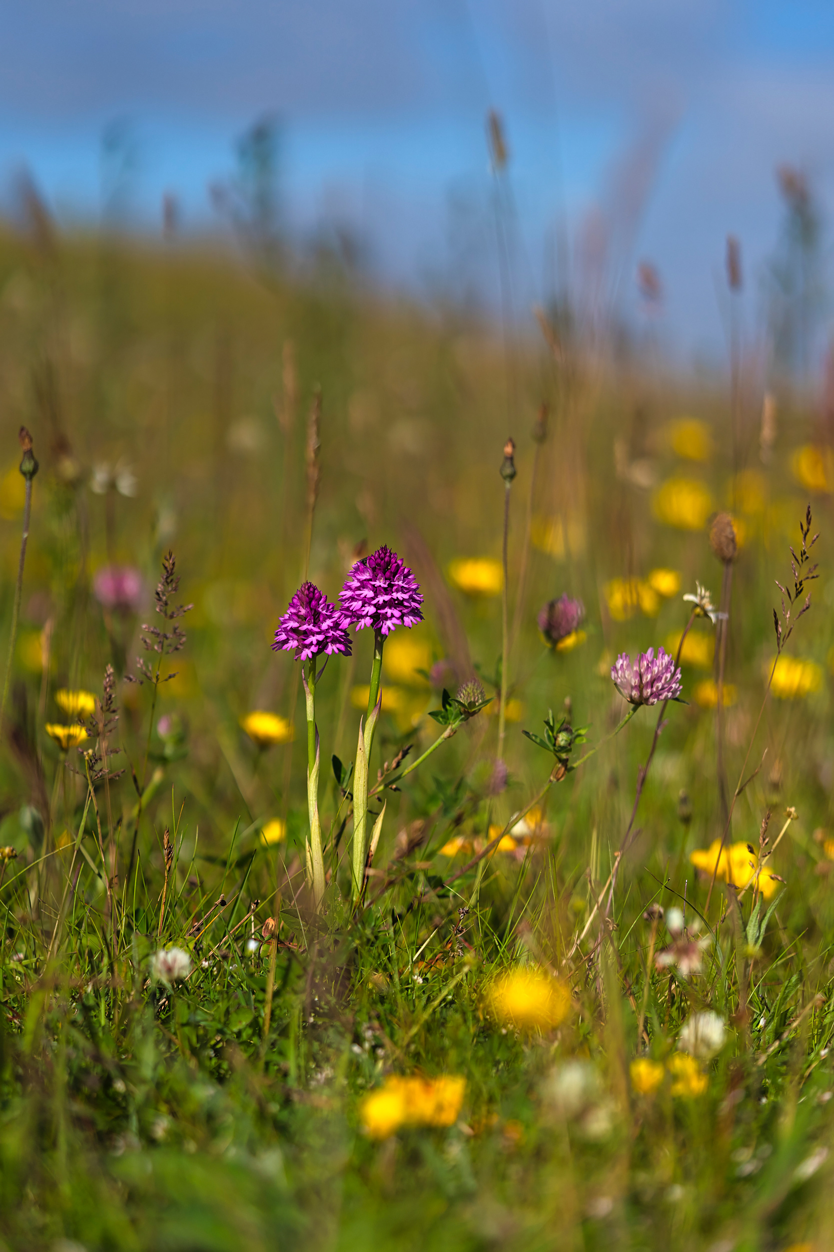 Pyramidal orchid