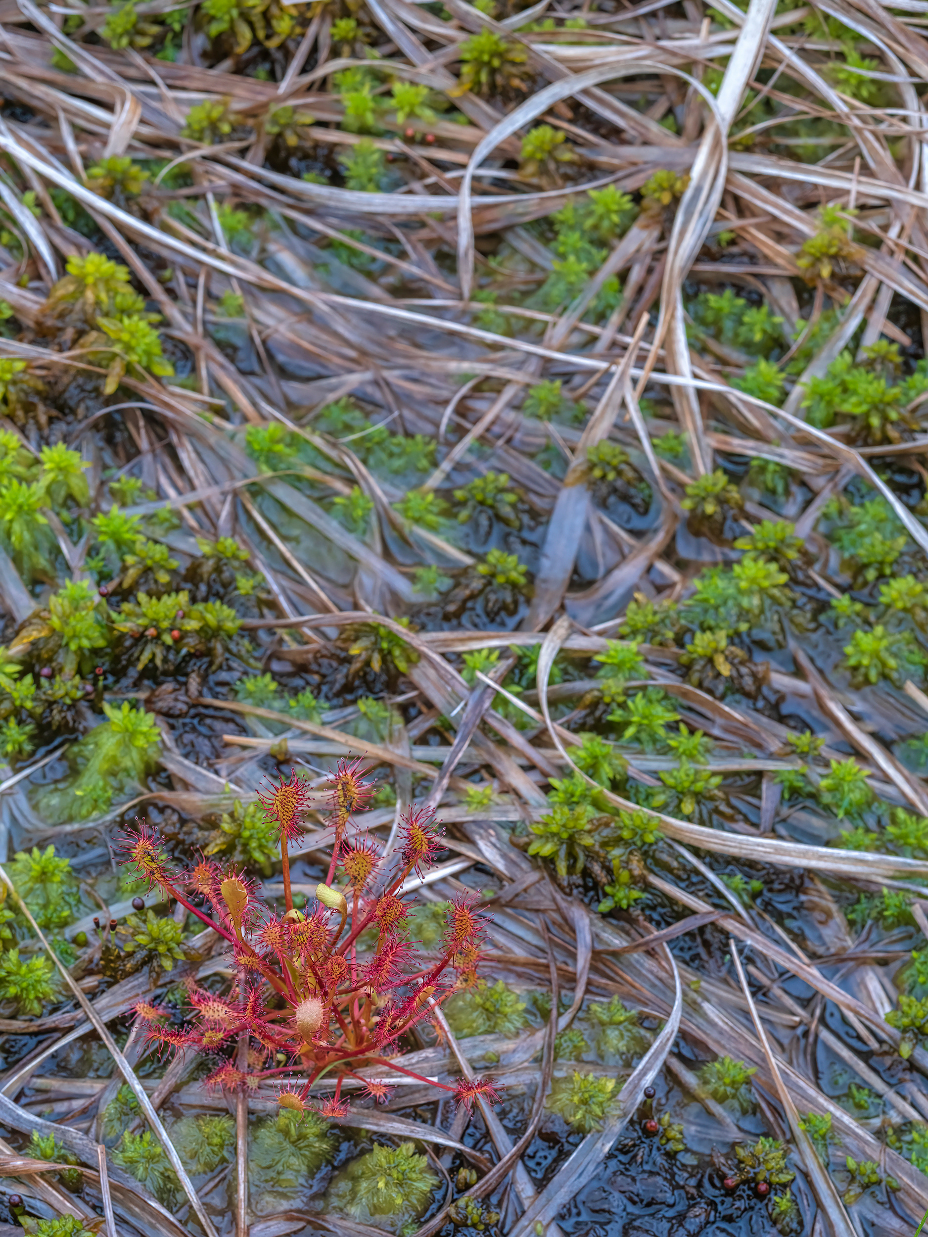 Oblong leaved sundew
