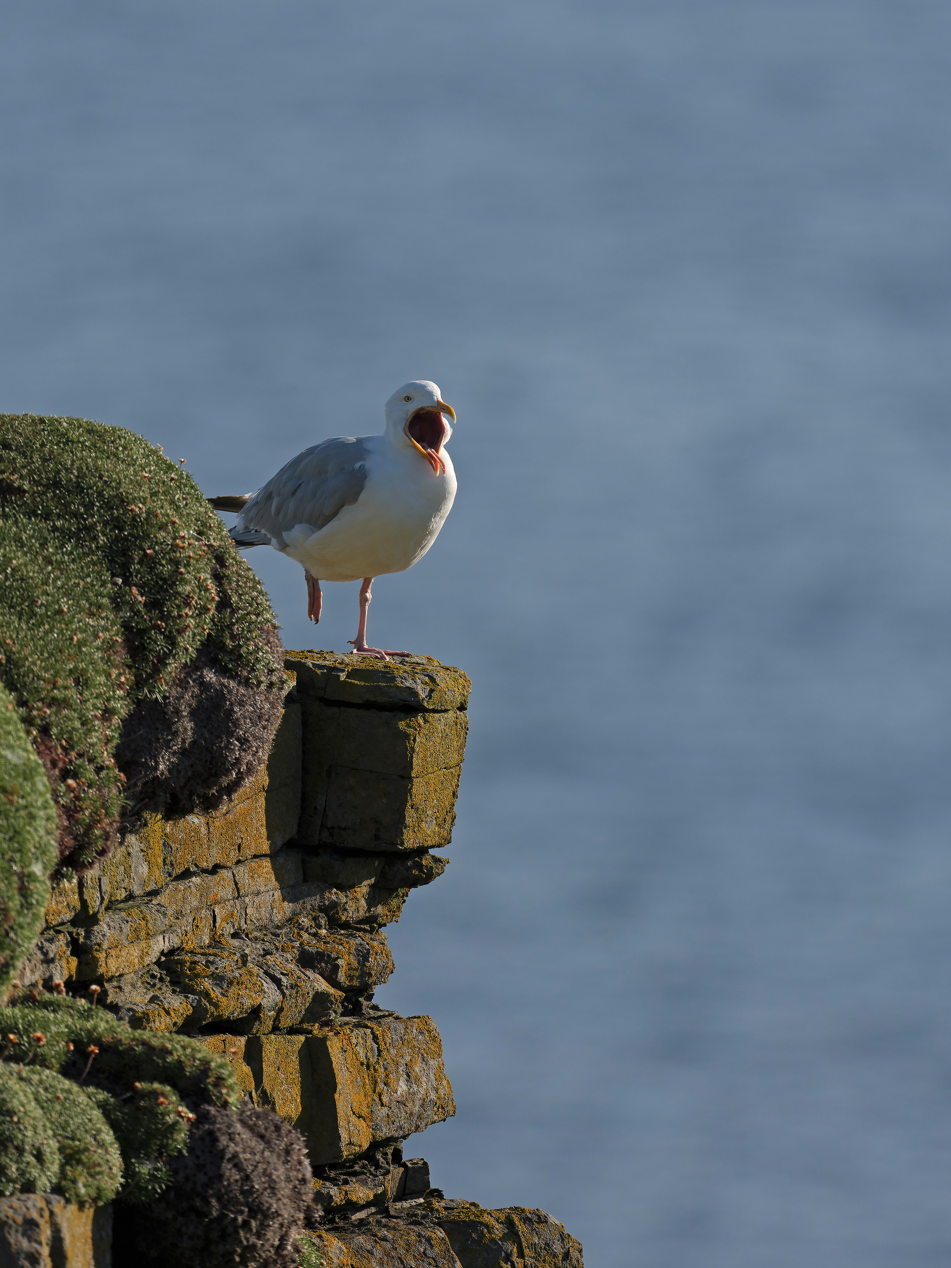 Herring gull