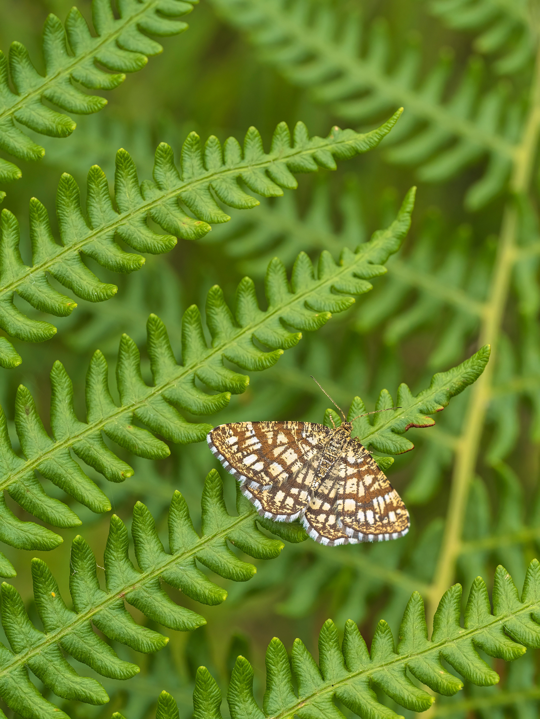 Latticed heath