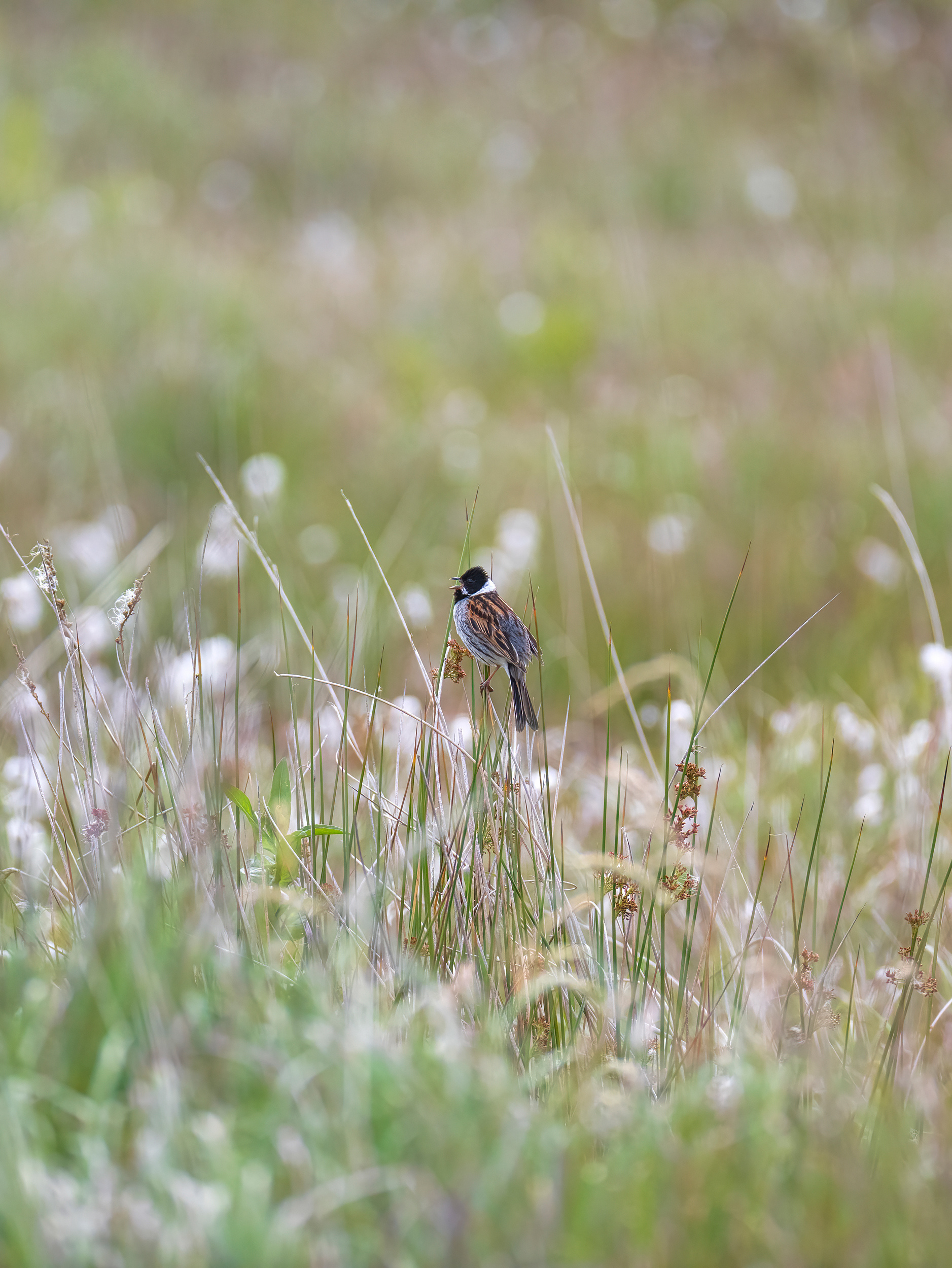 Reed bunting