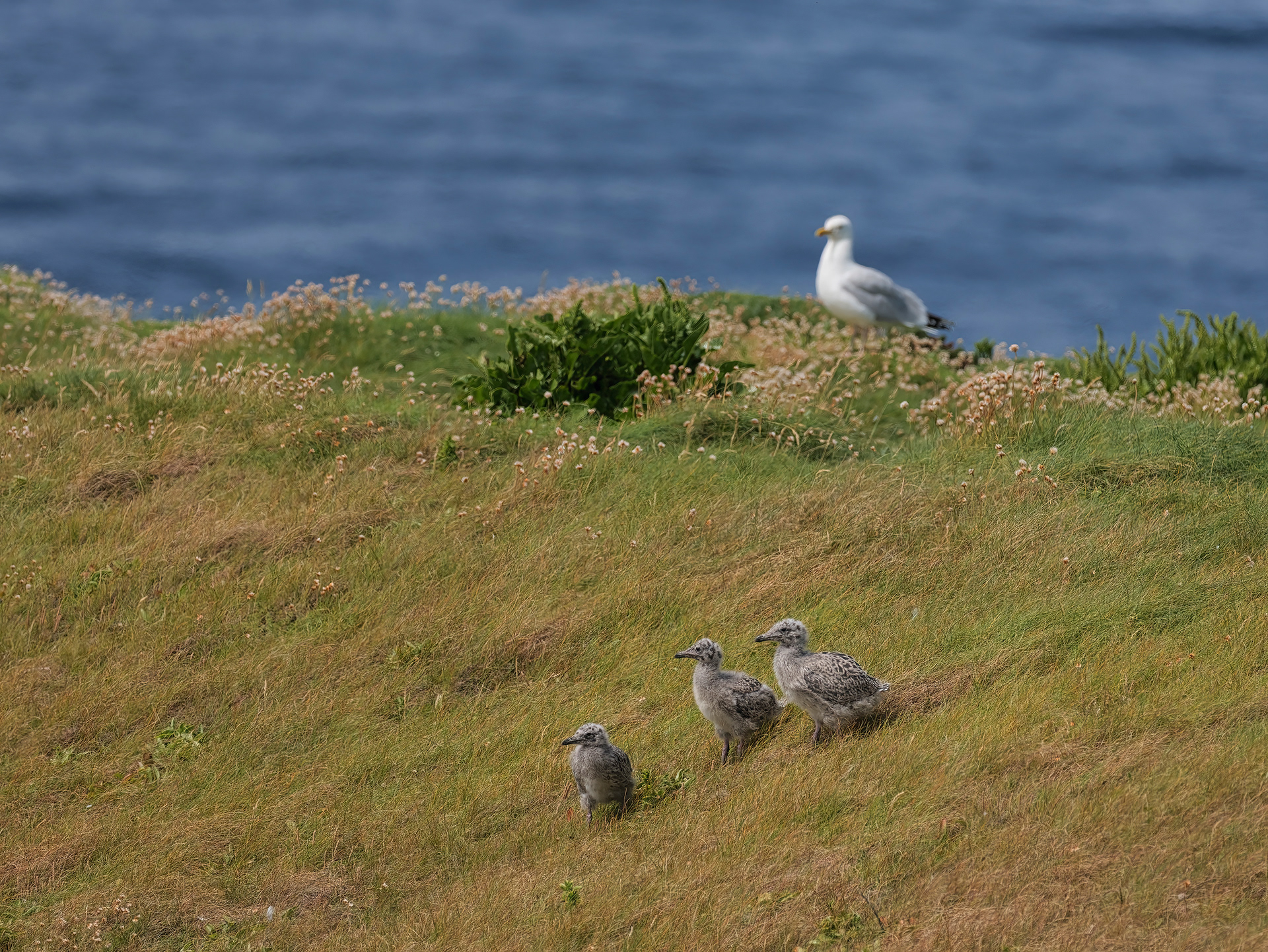 Herring gull kindergarten II