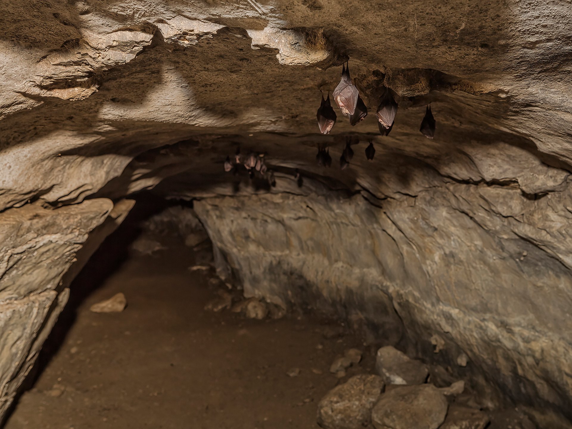 Lesser horseshoe bats