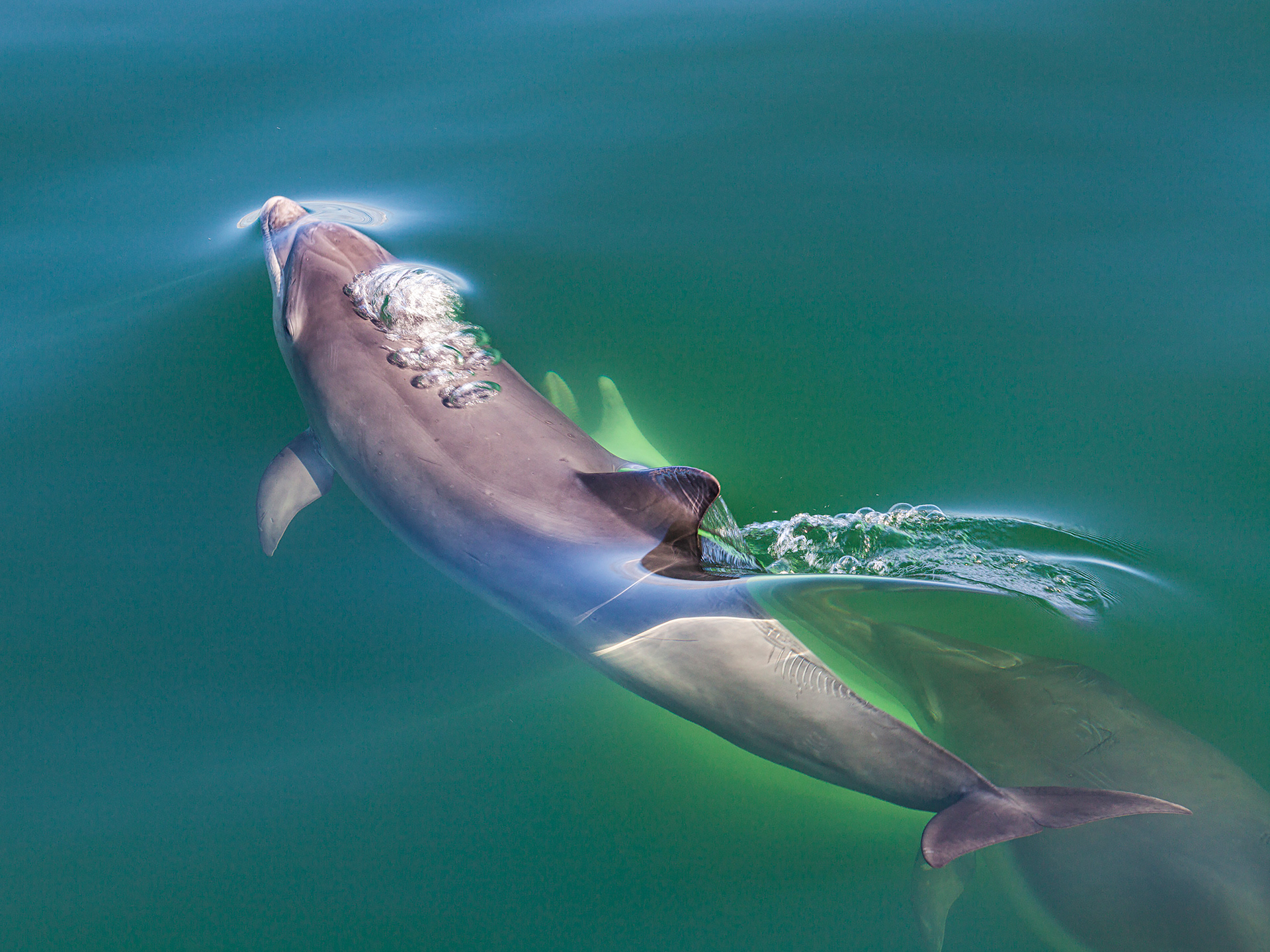 Bottlenose dolphin