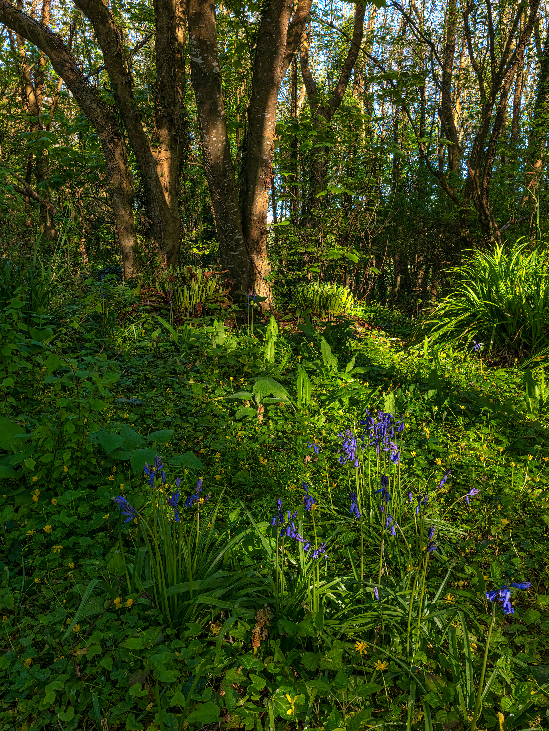 Kilrush Wood