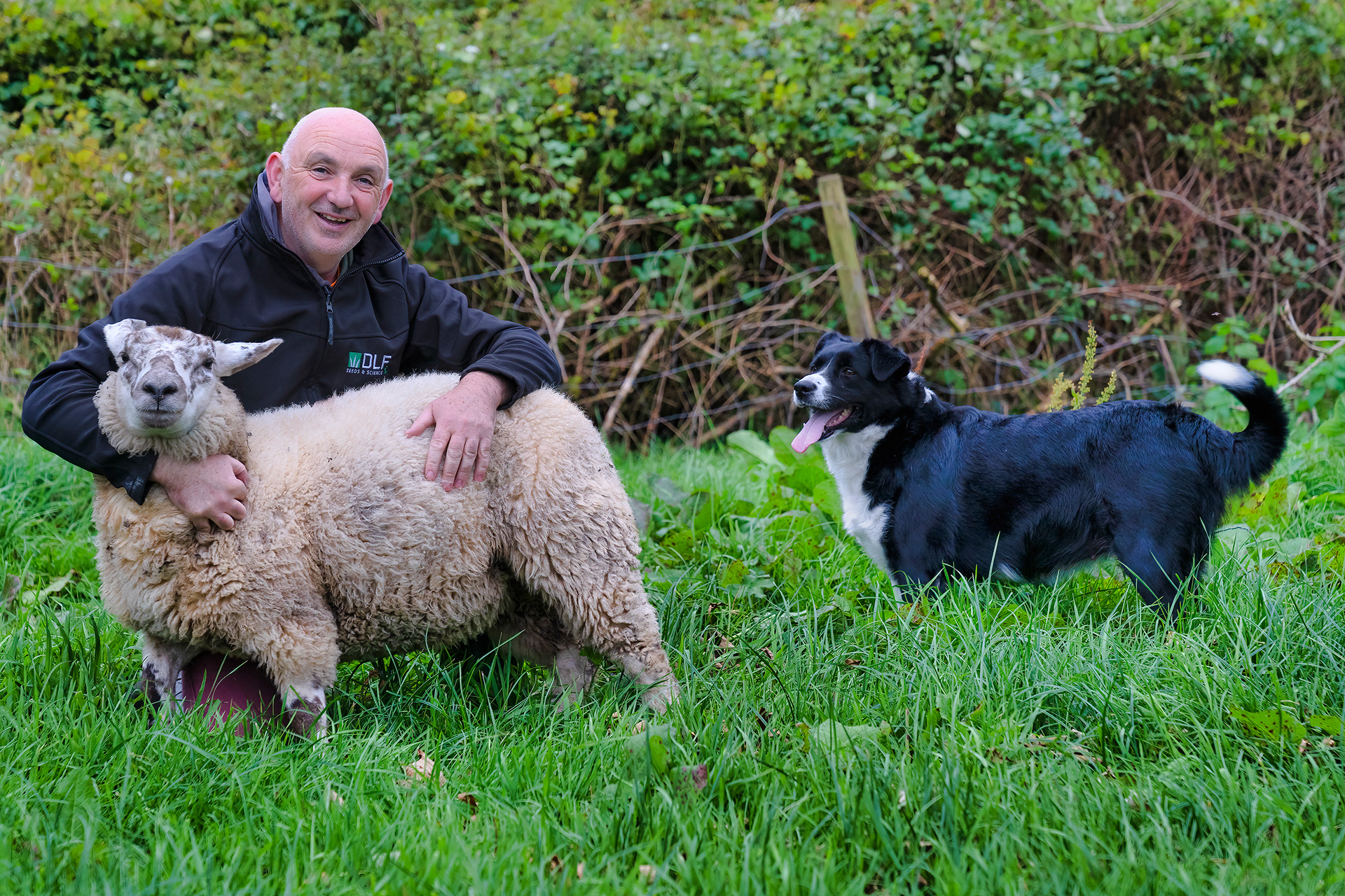 Gleninagh Lamb
