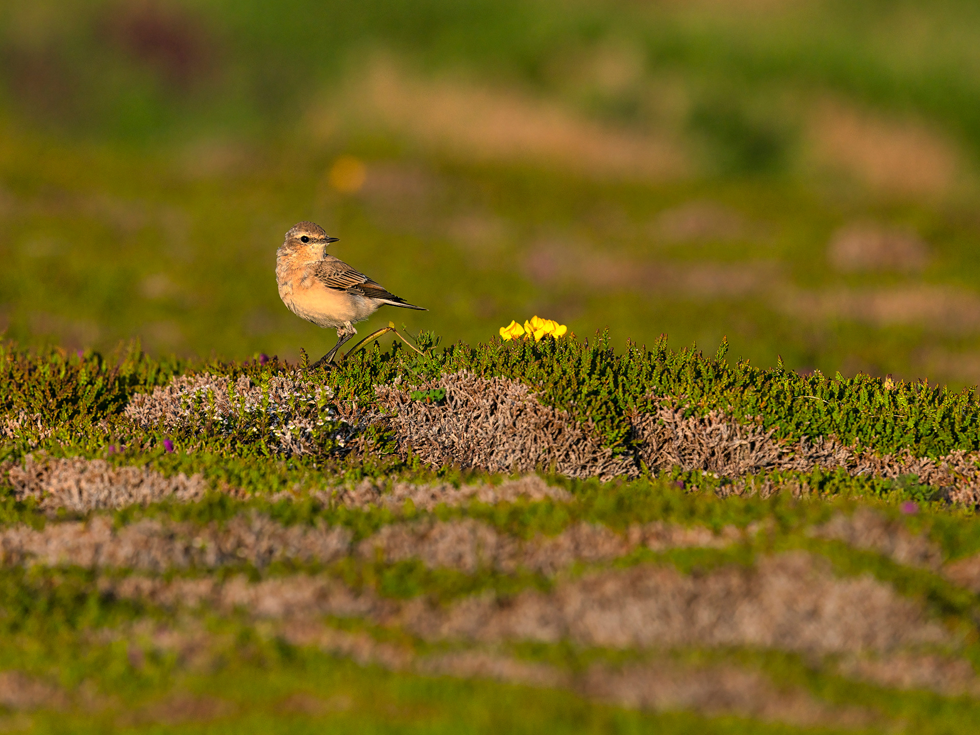 Wheatear