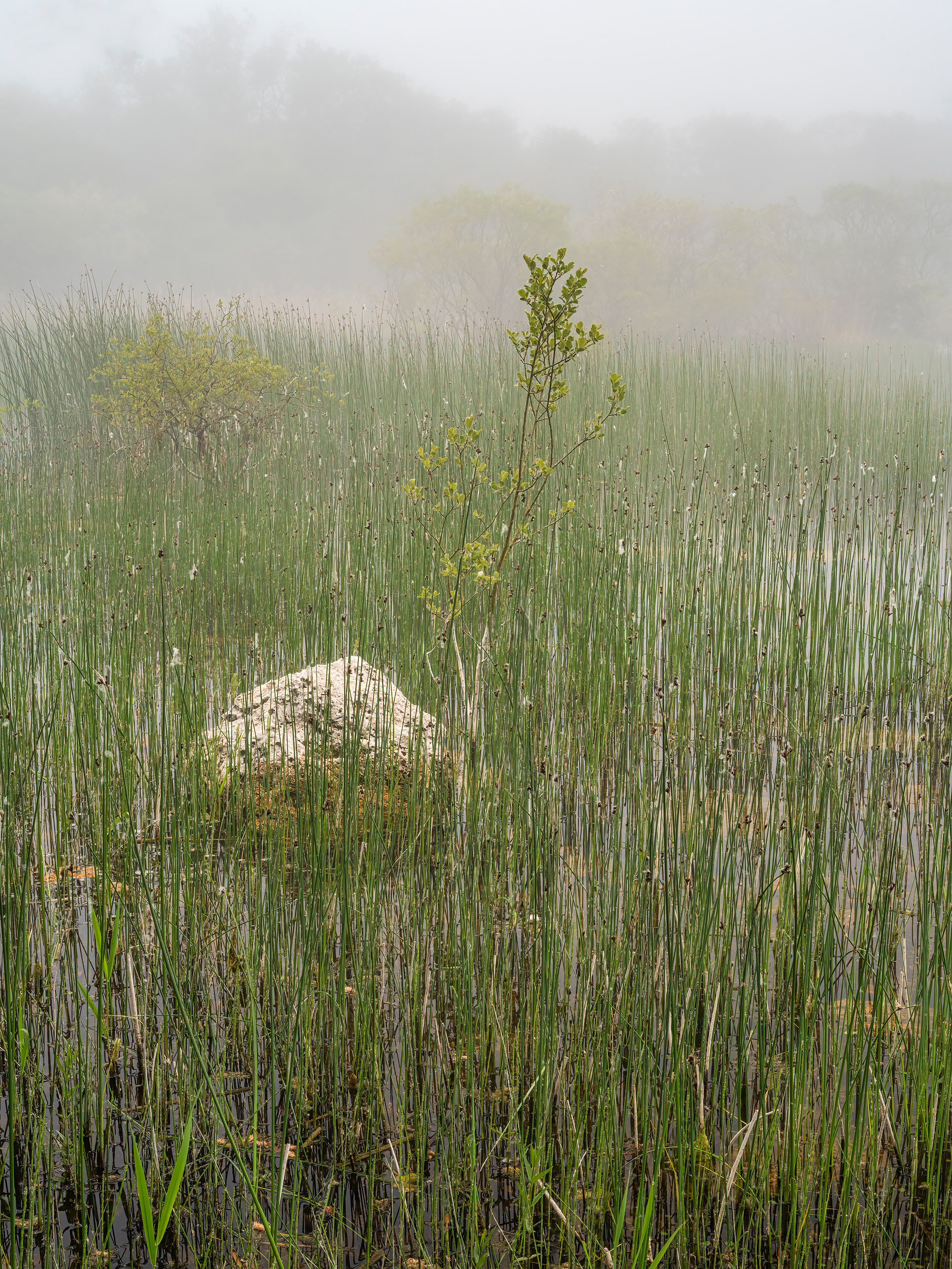 Lough Cullaunyheeda, County Clare