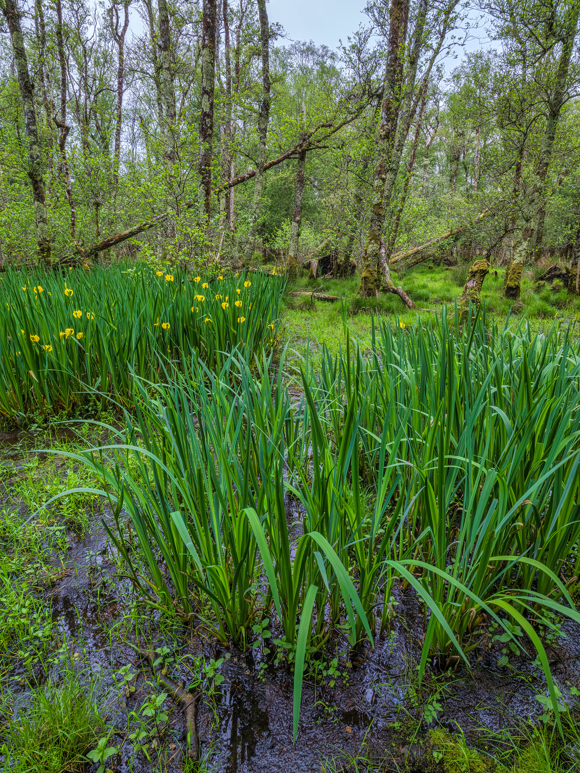 Wet woodland