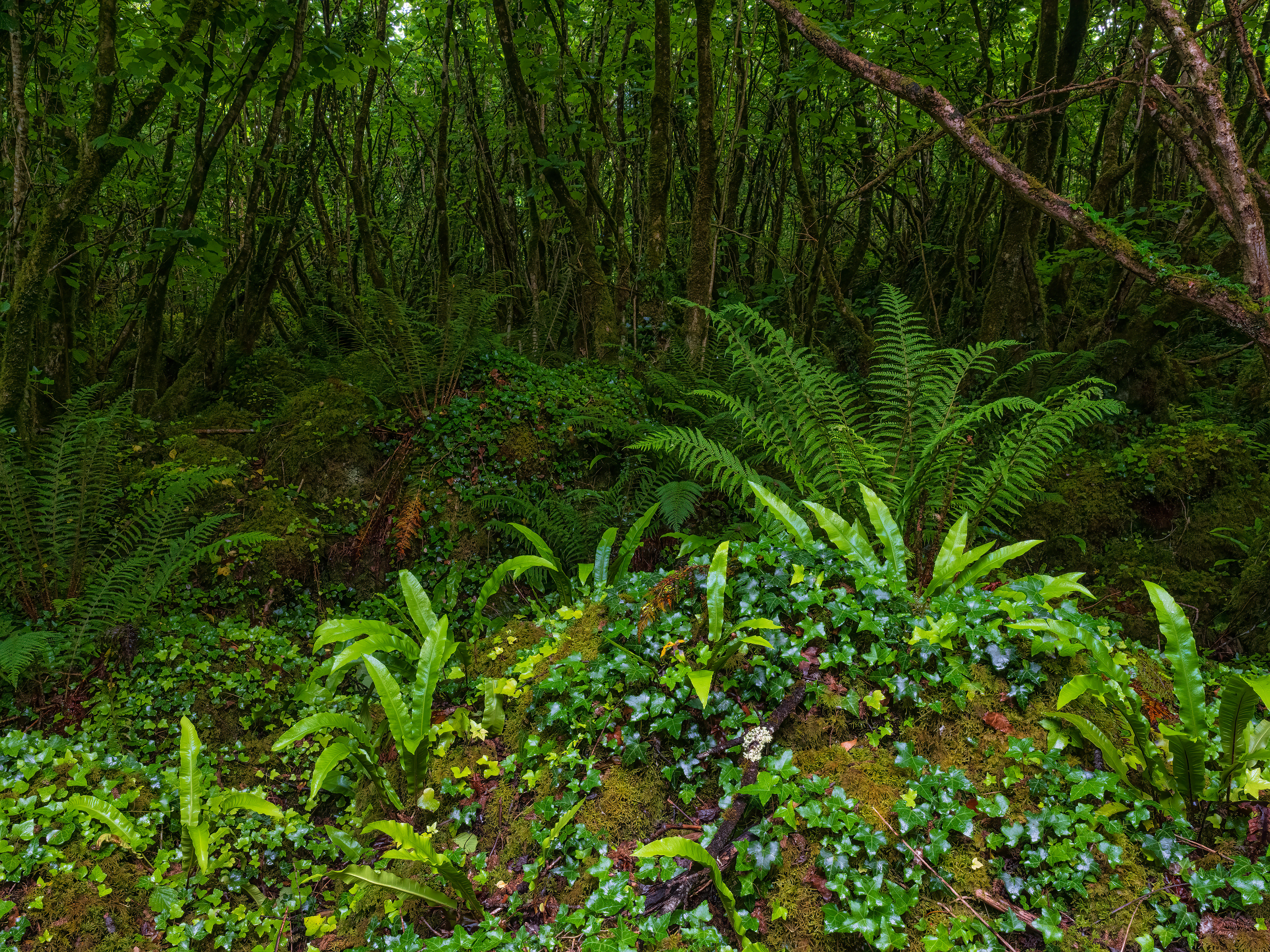 Summer, Burren forest