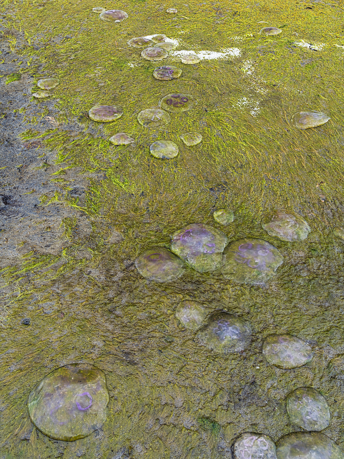 Moon jelly stranding