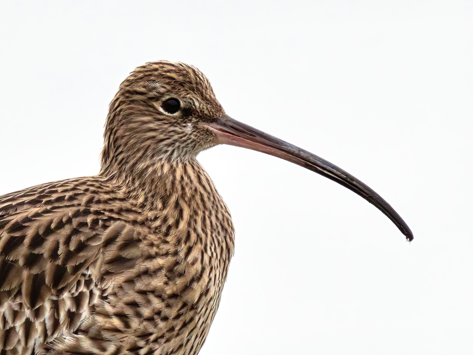 Curlew
