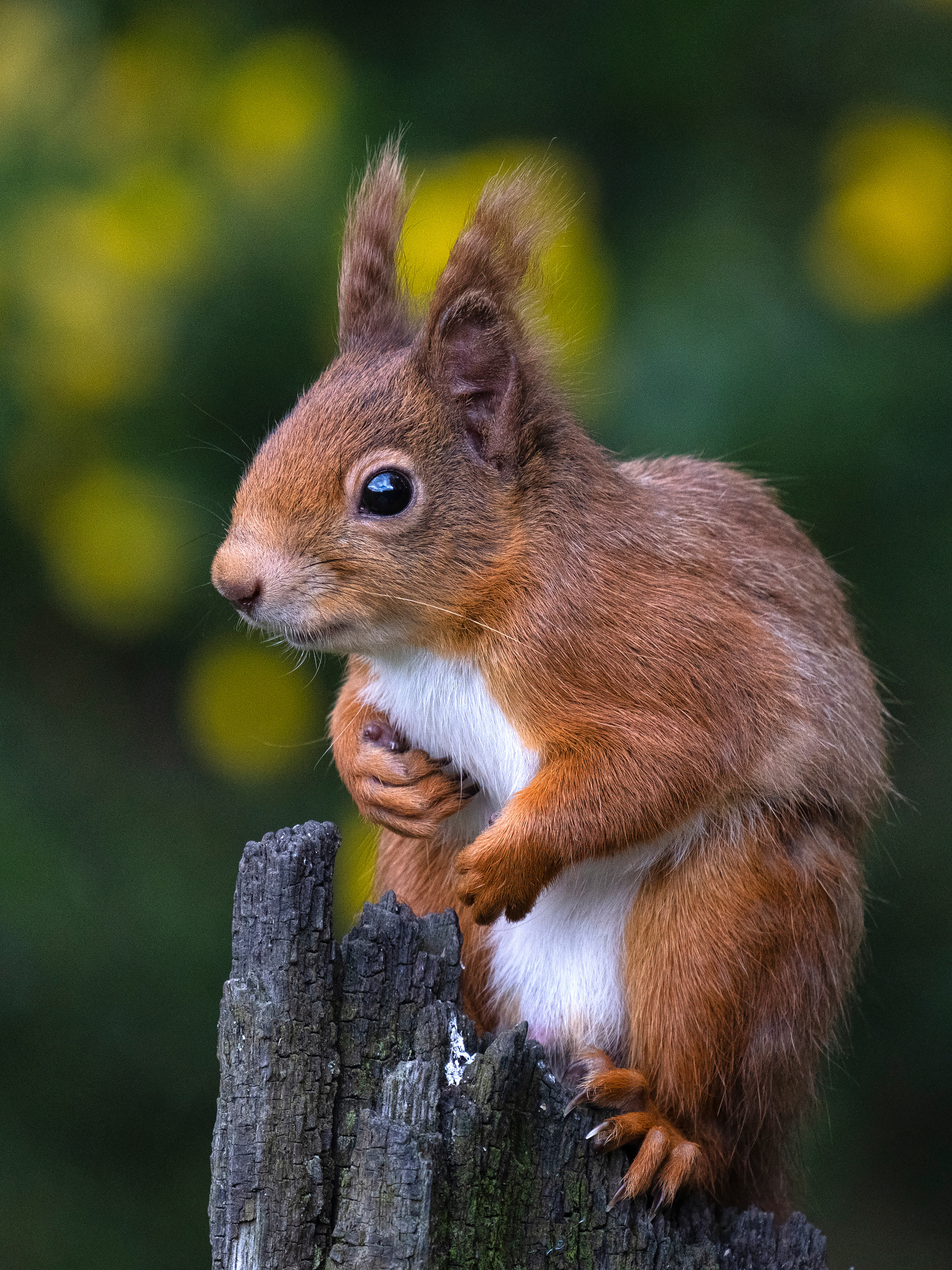 Red squirrel