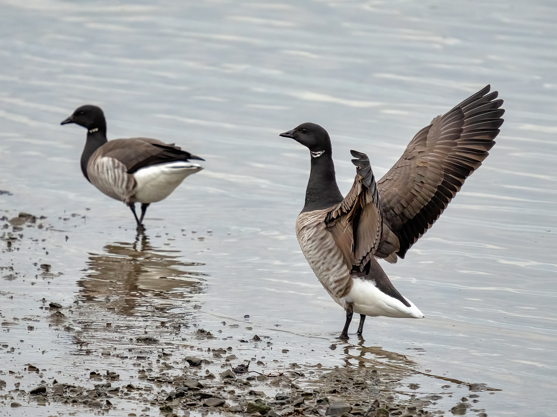 Brent geese