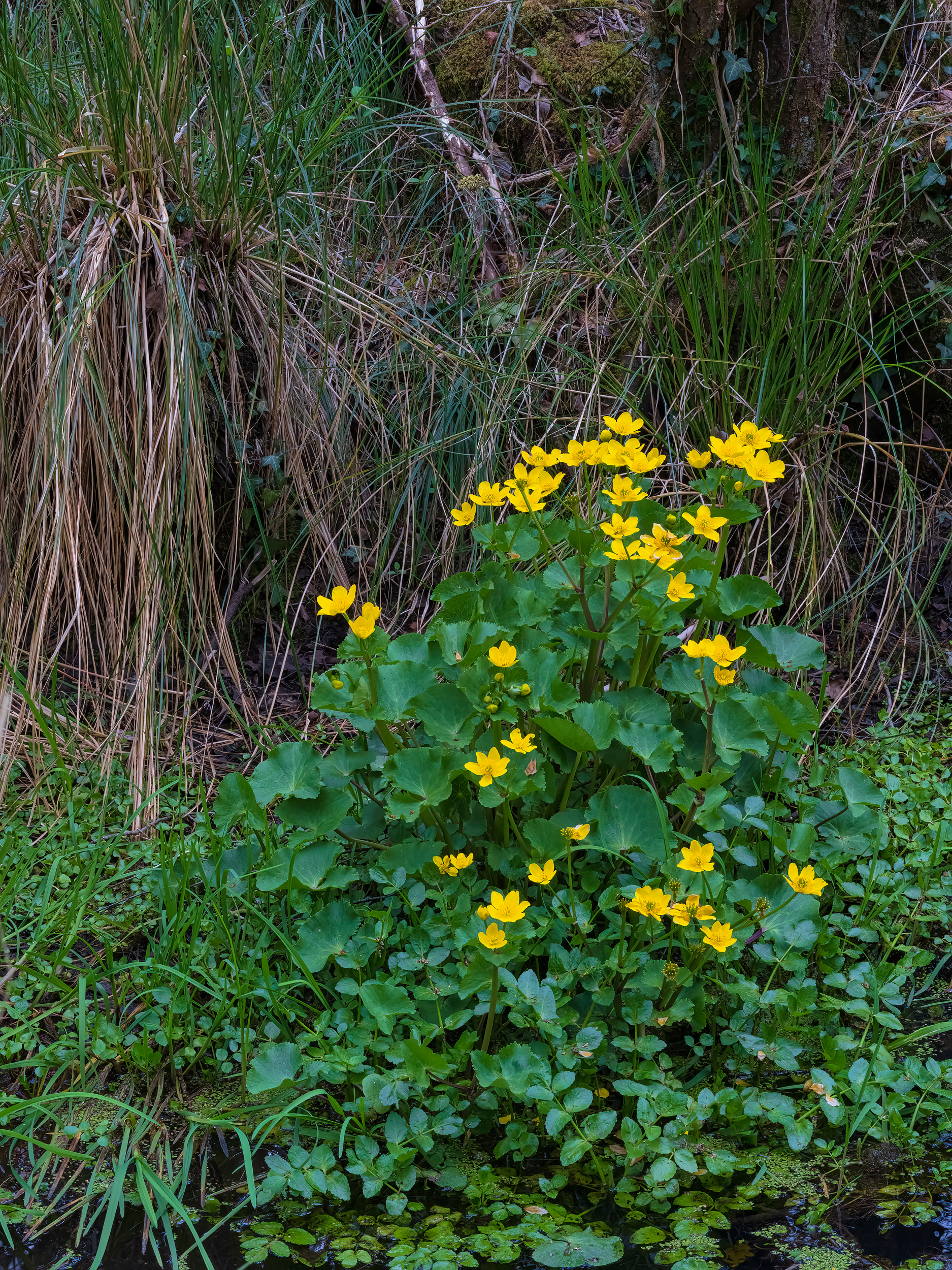 Marsh marigold
