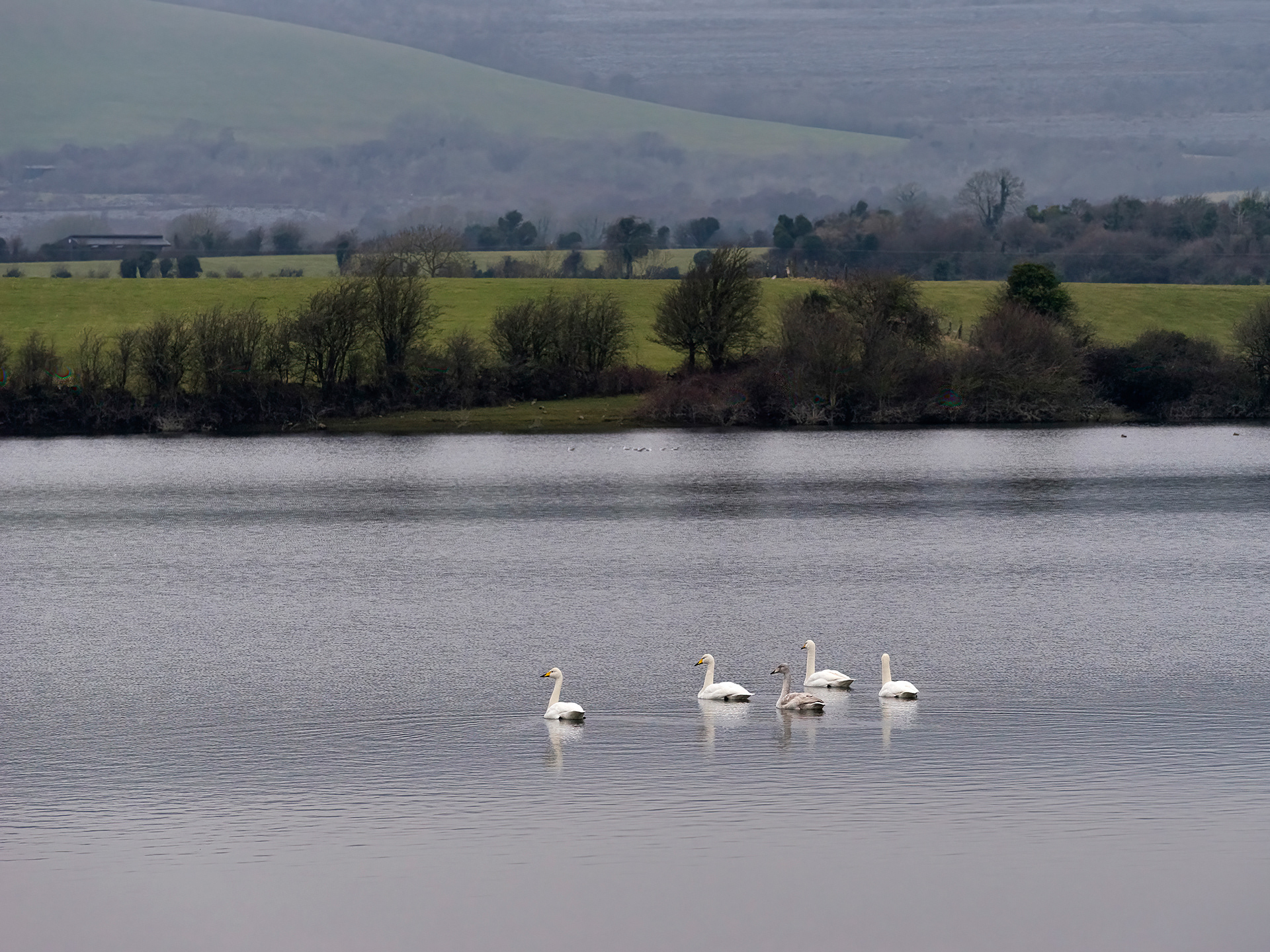 Whooper swans