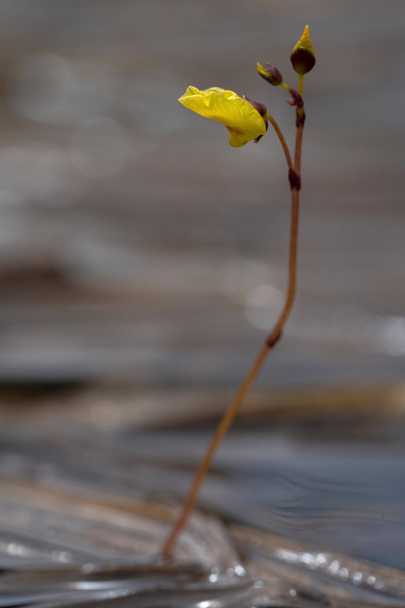 Lesser bladderwort