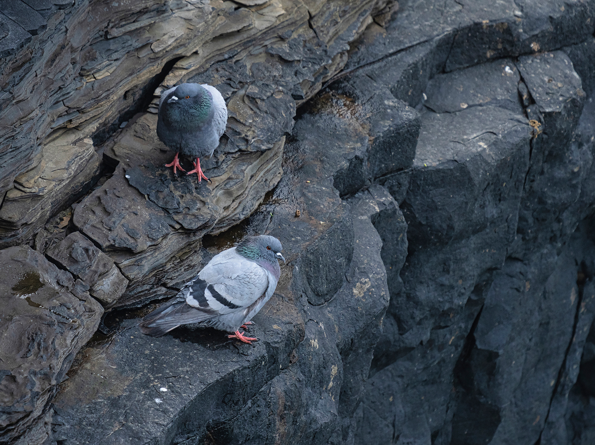 Rock doves
