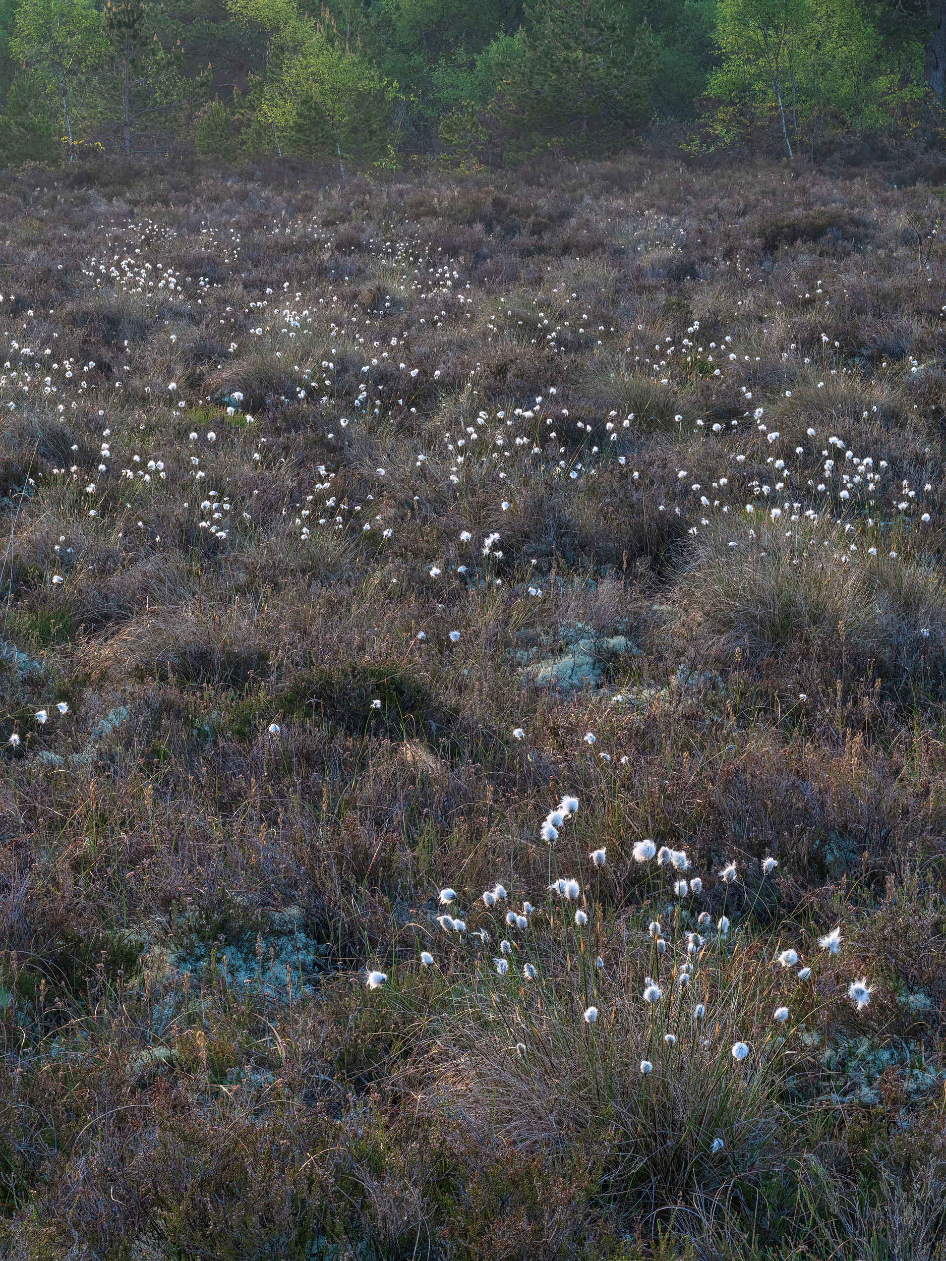 Killaun Bog, County Offaly