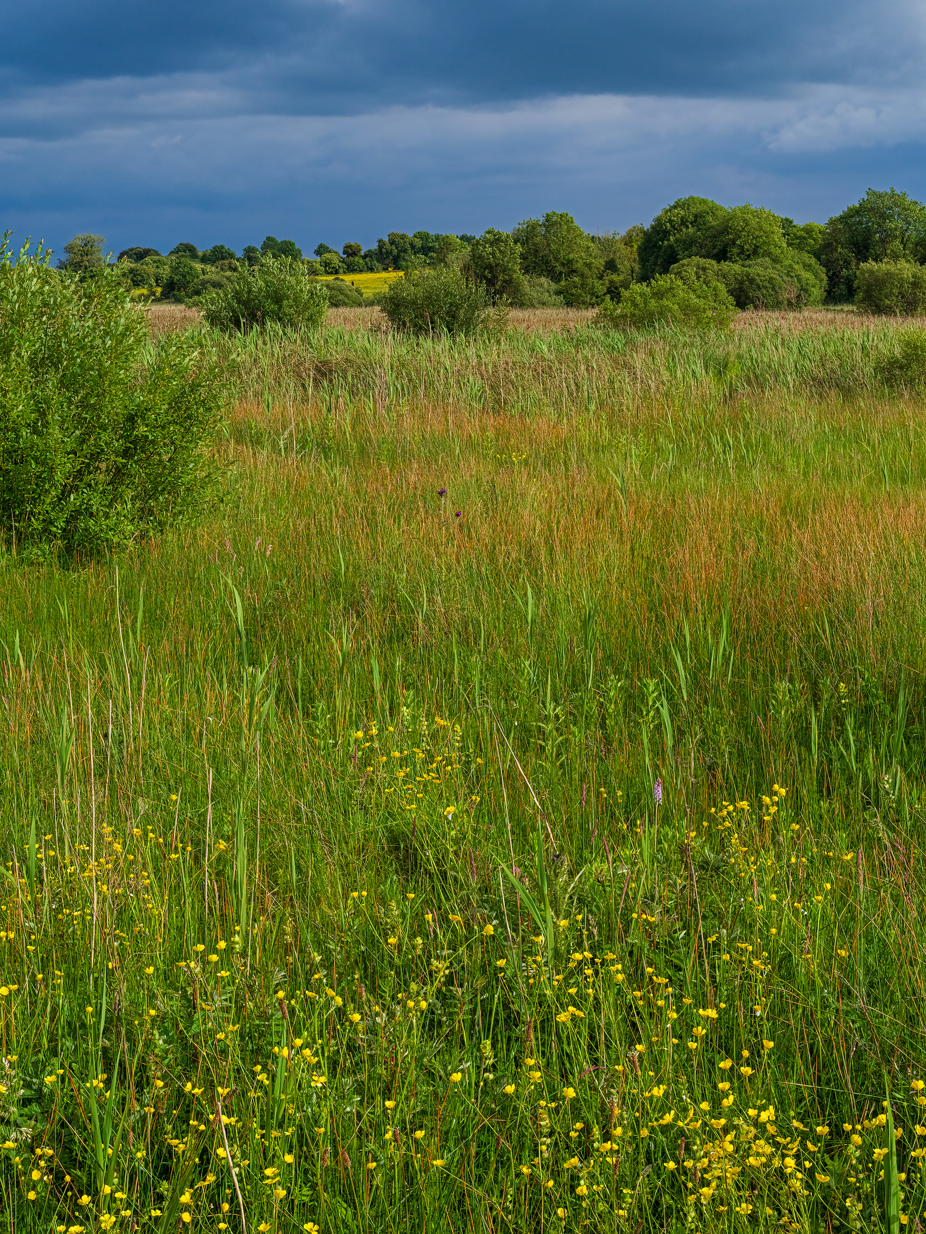 Pollardstown Fen, County Kildare