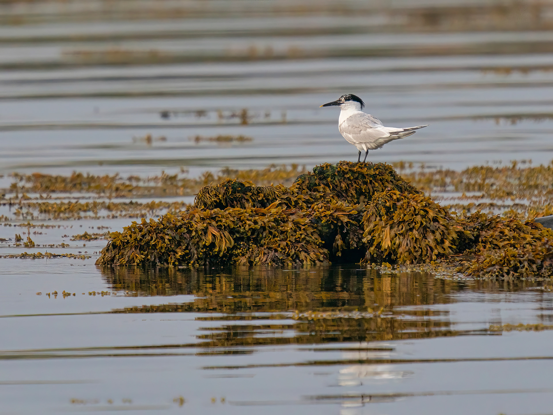 Sandwich tern